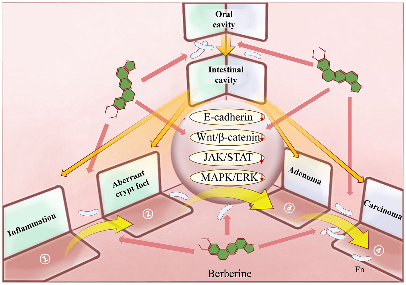 Flowchart depicting the pathway of berberine from the oral cavity to the intestinal cavity, with effects on inflammation, aberrant crypt foci, adenoma, and carcinoma. It highlights interactions with E-cadherin, Wnt/β-catenin, JAK/STAT, and MAPK/ERK pathways and includes molecular structures.