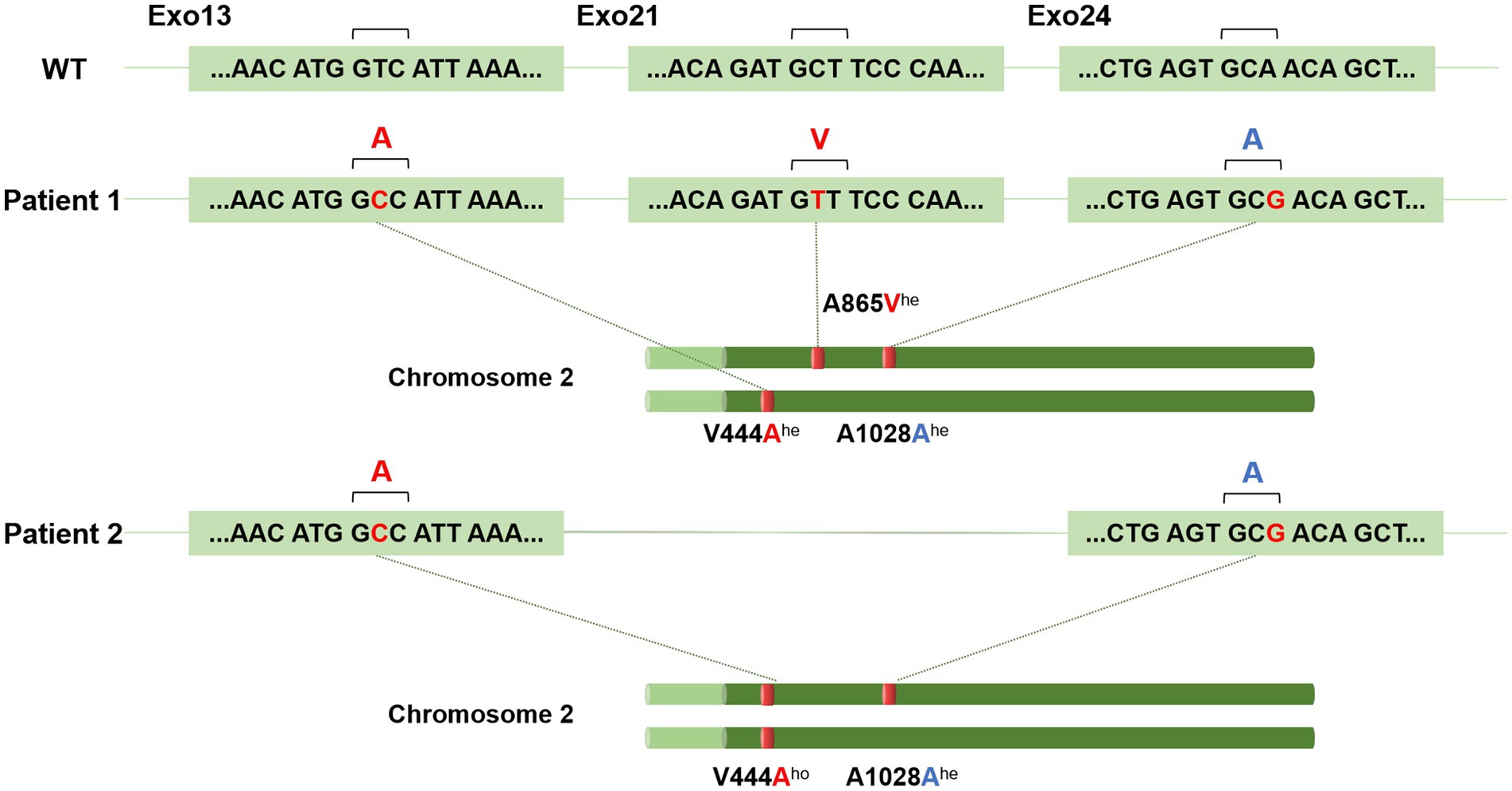 Genetic comparison showing mutations in patients versus wild type (WT) across exon regions. Patient 1 and 2 have mutations labeled in red and blue: A865V, V444A, and A1028A across chromosome 2. Patient 1 shows heterozygous mutations, while Patient 2 shows homozygous mutations.