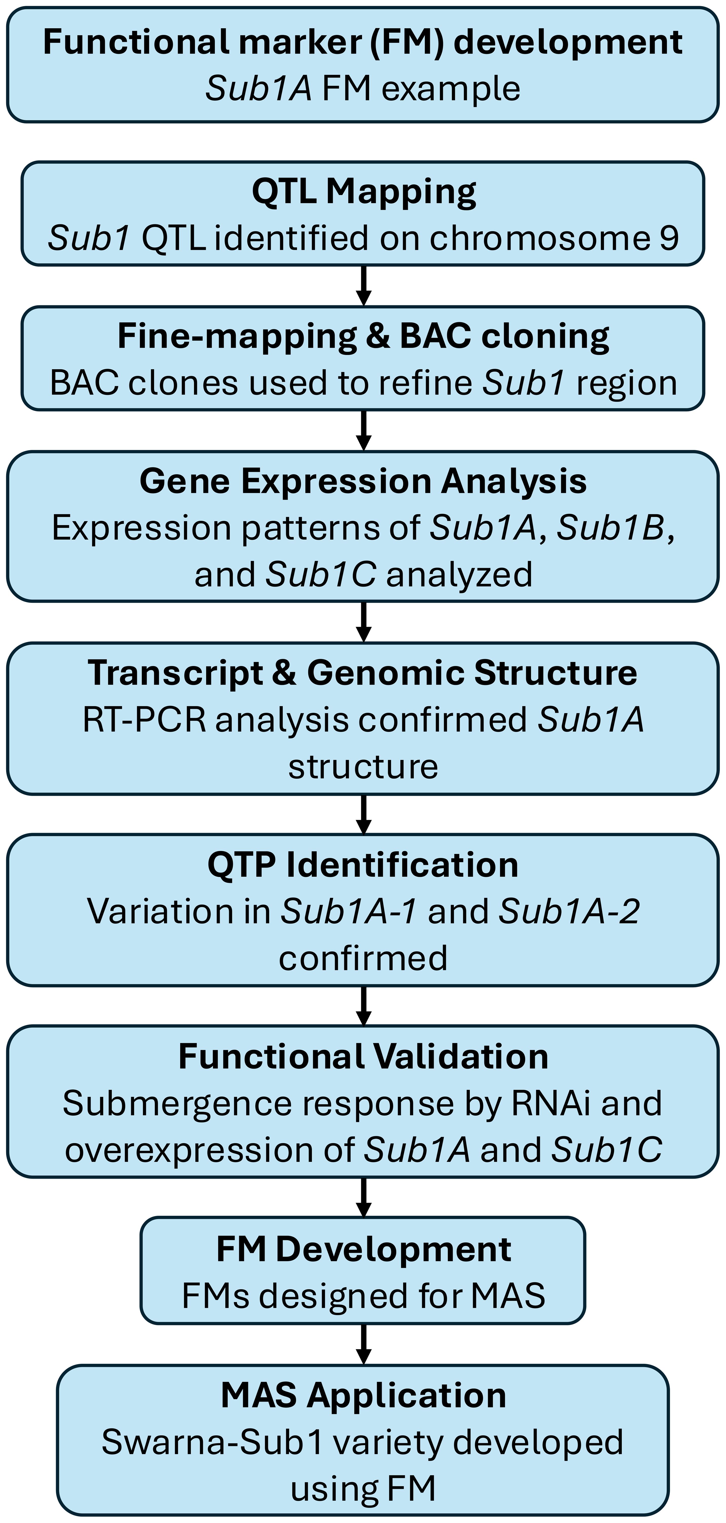 Flowchart detailing the process of developing functional markers (FM) for Sub1A. Steps include QTL mapping, fine-mapping and BAC cloning, gene expression analysis, transcript and genomic structure confirmation, QTP identification, functional validation, FM development, and MAS application. The final application involves the development of the Swarna-Sub1 variety using FM.