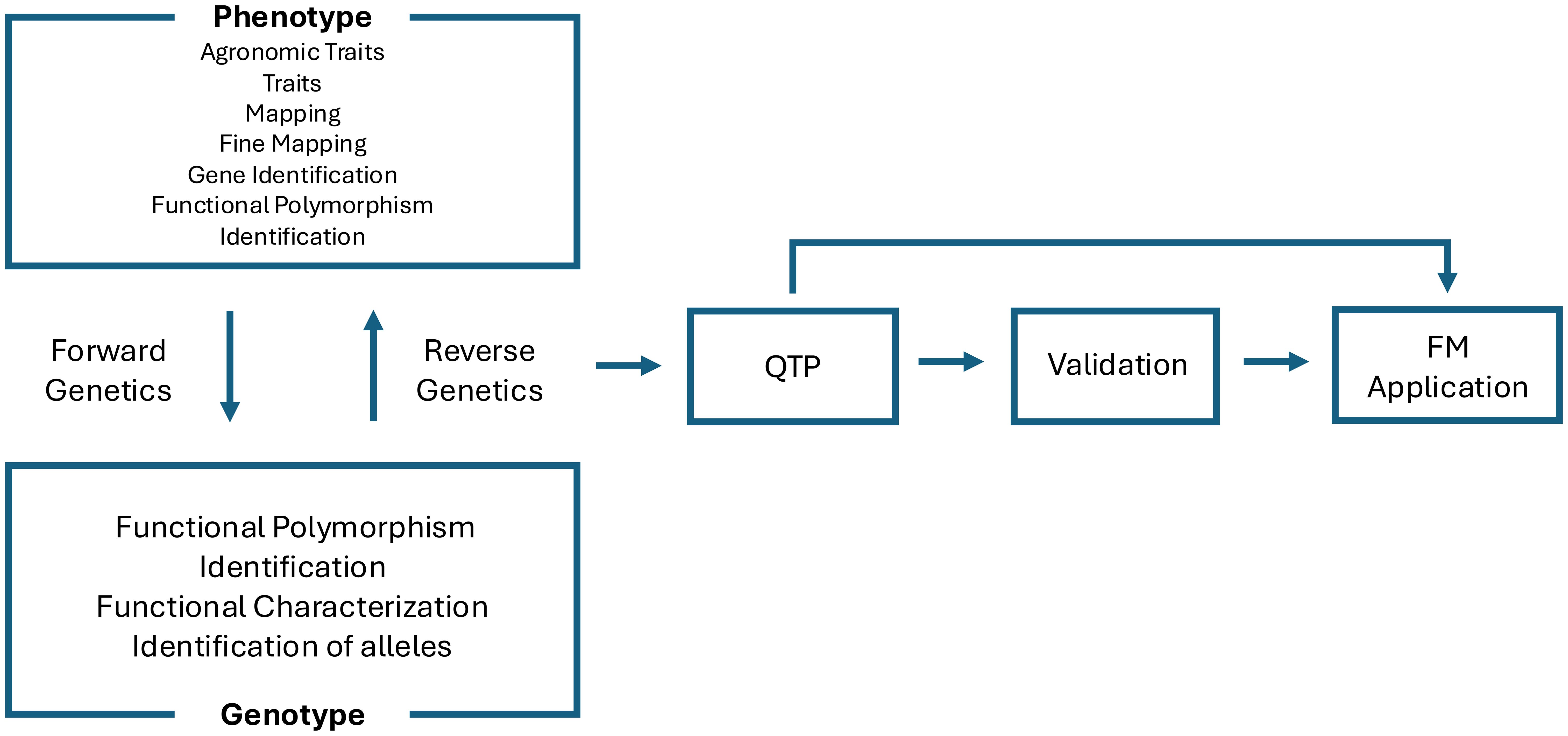 Flowchart depicting the relationship between phenotype and genotype through forward and reverse genetics. Phenotype includes agronomic traits, mapping, and gene identification. Genotype involves functional polymorphism identification and allele identification. Arrows connect QTP, validation, and FM application processes.