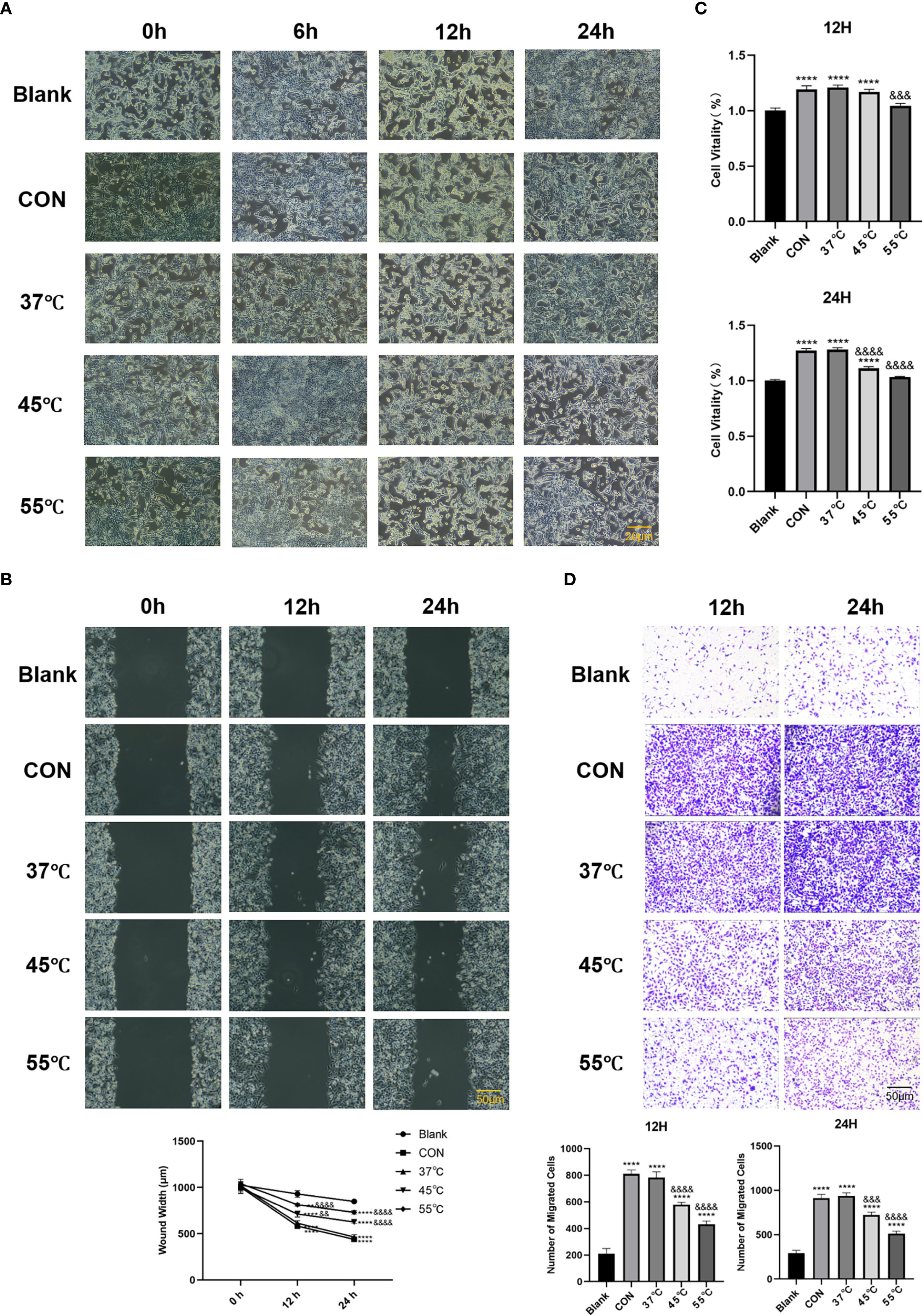 Microscopic analysis and graphs showing cell viability, wound healing, and migration at various temperatures (Blank, CON, 37°C, 45°C, 55°C) over time intervals (0h, 6h, 12h, 24h). Panel A depicts cell health, Panel B shows wound closure progression, Panel C presents cell viability percentages at 12 and 24 hours, and Panel D illustrates cell migration with corresponding graphs for the number of migrated cells.