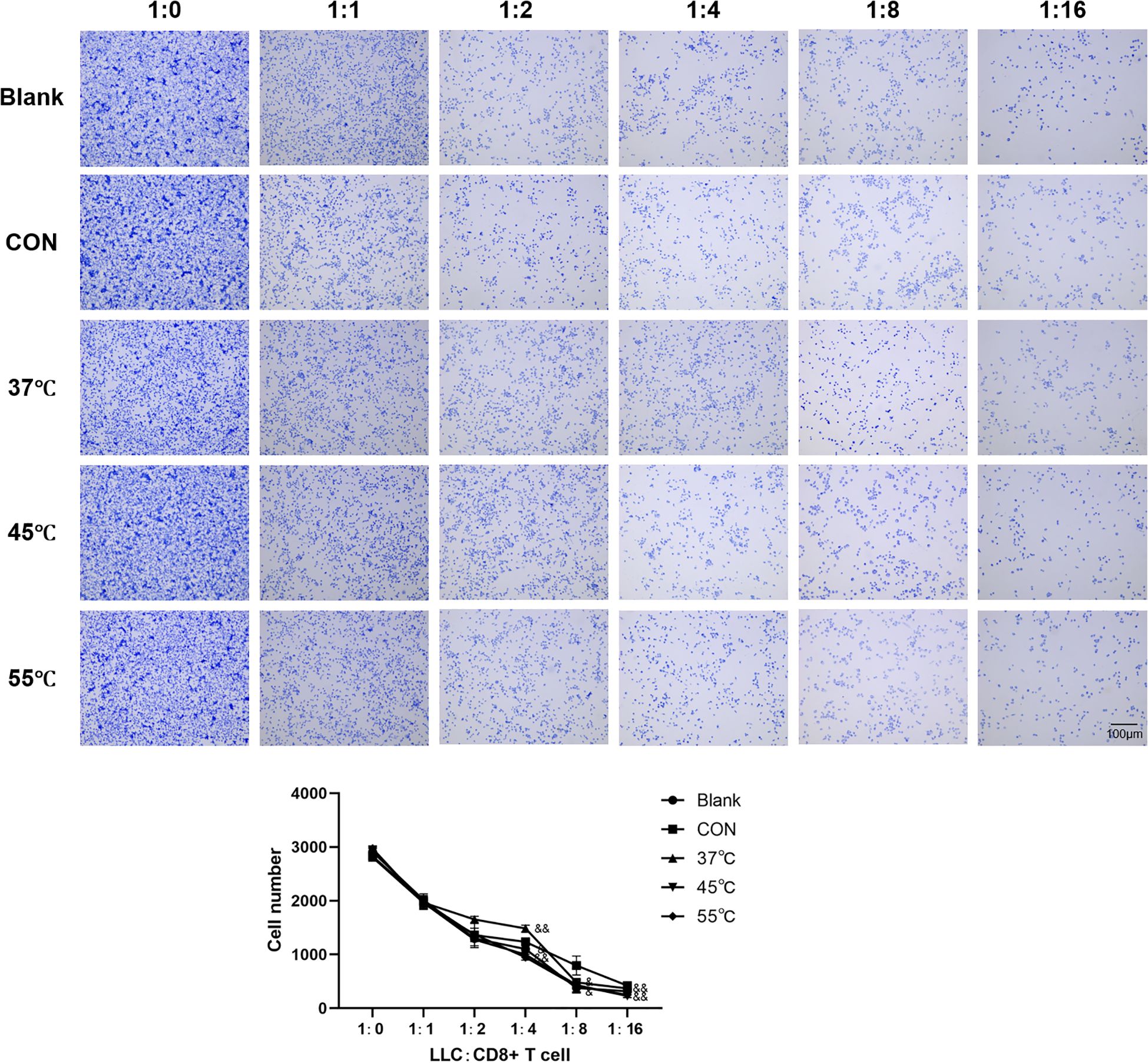 Microscopic images show cell distributions at different conditions and dilution ratios ranging from 1:0 to 1:16, for Blank, CON, and various temperatures (37°C, 45°C, 55°C). A line graph below displays cell numbers against the LLC:CD8+ T cell ratio, with distinct lines for each condition demonstrating cell count decreases as the dilution ratio increases.