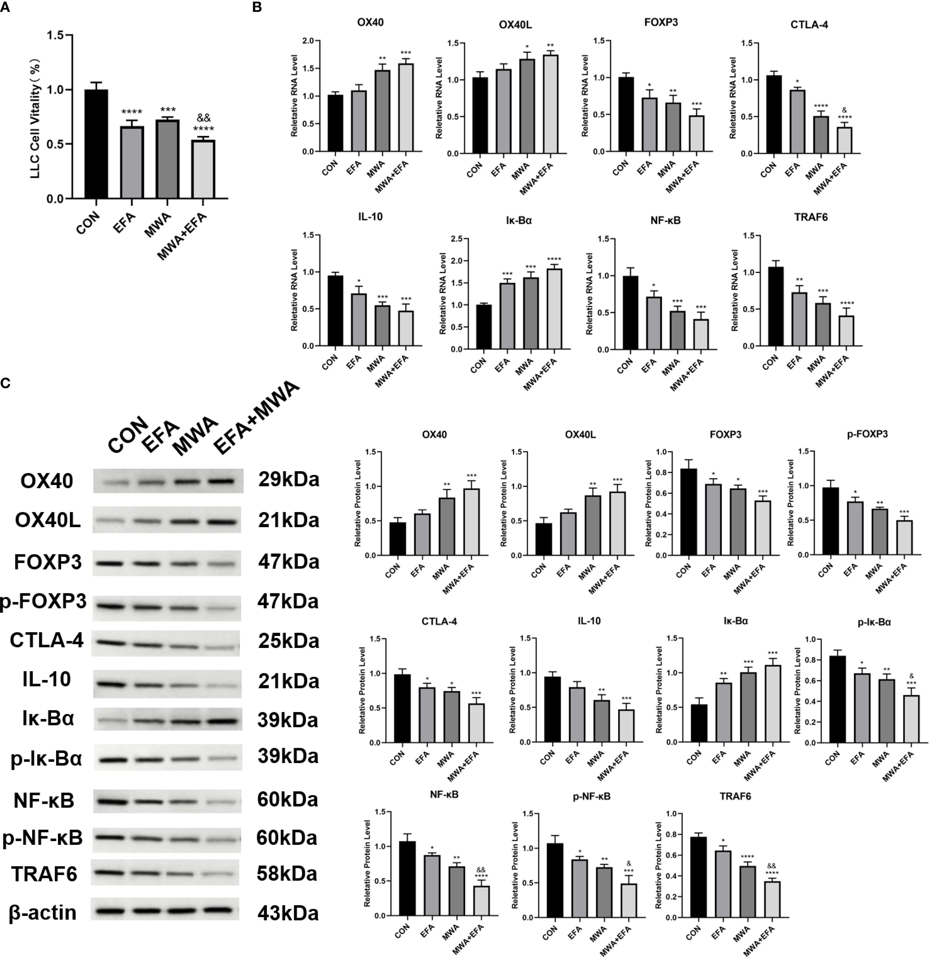 Bar graphs and Western blot analysis depict the effects of different treatments (CON, EFA, MWA, MWA+EFA) on LLC cell viability and the expression levels of various proteins and RNA, including OX40, OX40L, FOXP3, CTLA-4, IL-10, Iκ-Bα, NF-κB, and TRAF6. Statistical significance is indicated with asterisks and ampersands, showing comparative effects between treatments.