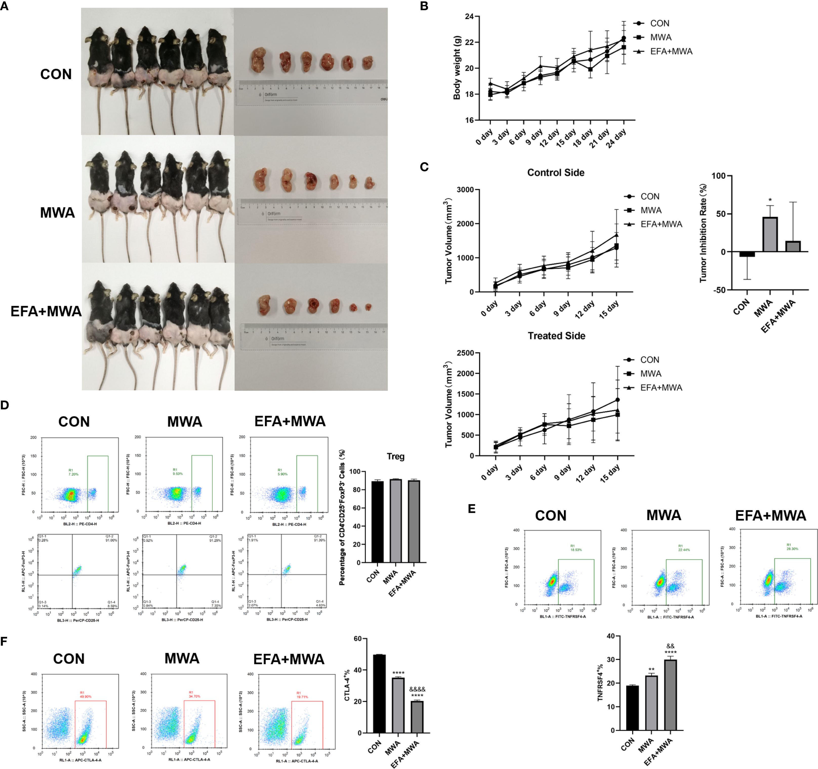 Multiple images show the effects of different treatments on mice and tumor development. Panel A displays three groups of mice and corresponding excised tumors labeled as CON, MWA, and EFA+MWA. Panel B contains a line graph showing body weight changes over time in each group. Panel C has two line graphs depicting tumor volume changes and a bar graph of tumor inhibition rates. Panels D, E, and F show flow cytometry plots and bar graphs indicating cellular responses, focusing on Treg and CTLA-4 expressions across the groups. Each panel compares the control with treated groups.