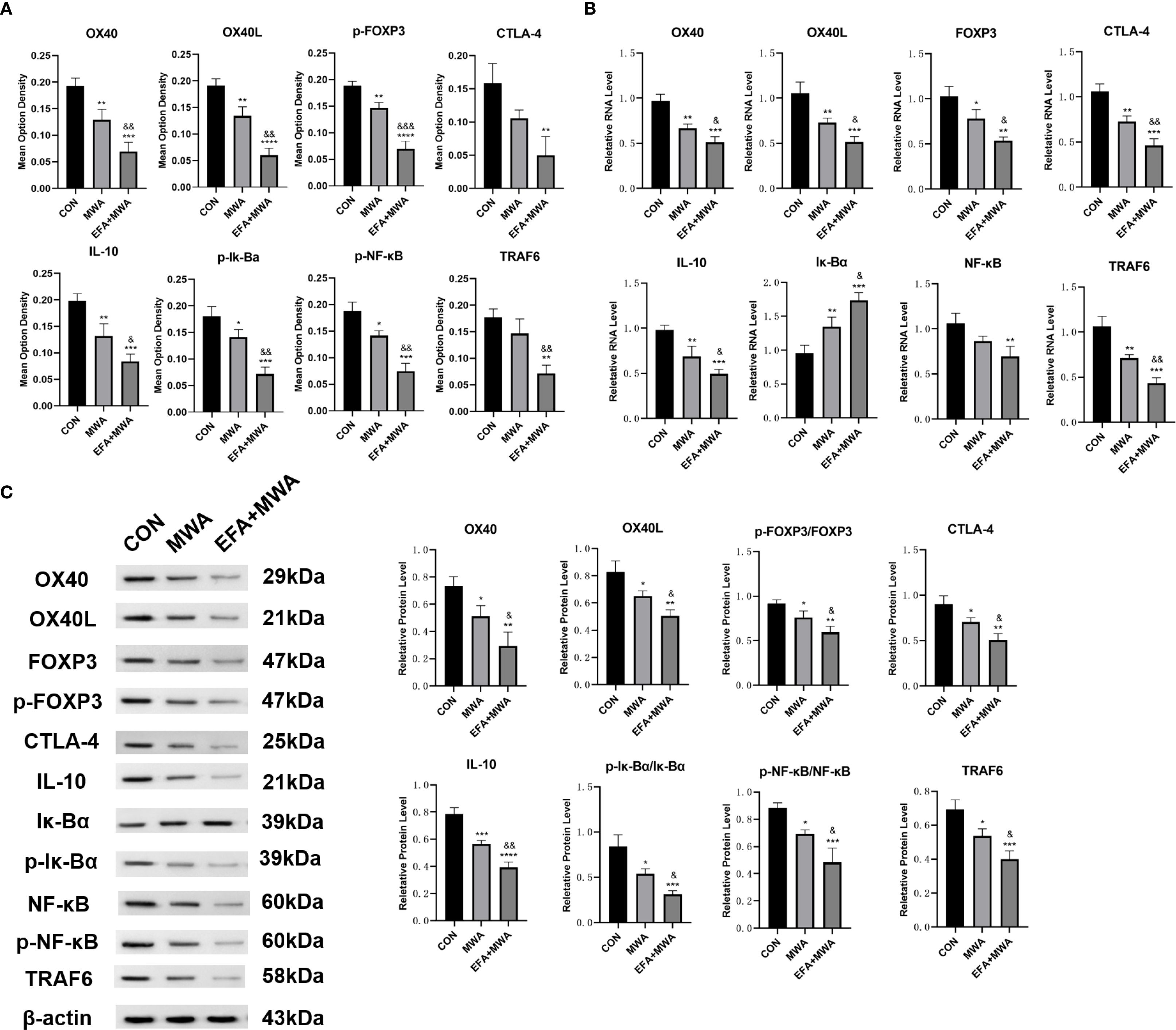 Bar graphs and Western blot images show the effects of different treatments (CON, MWA, EFA+MWA) on various proteins and mRNA levels: OX40, OX40L, p-FOXP3, CTLA-4, IL-10, p-IκBα, p-NF-κB, and TRAF6. Mean values with error bars indicate expression levels. Western blots in panel C display corresponding protein bands with molecular weights. Statistical significance is denoted with asterisks and ampersands.