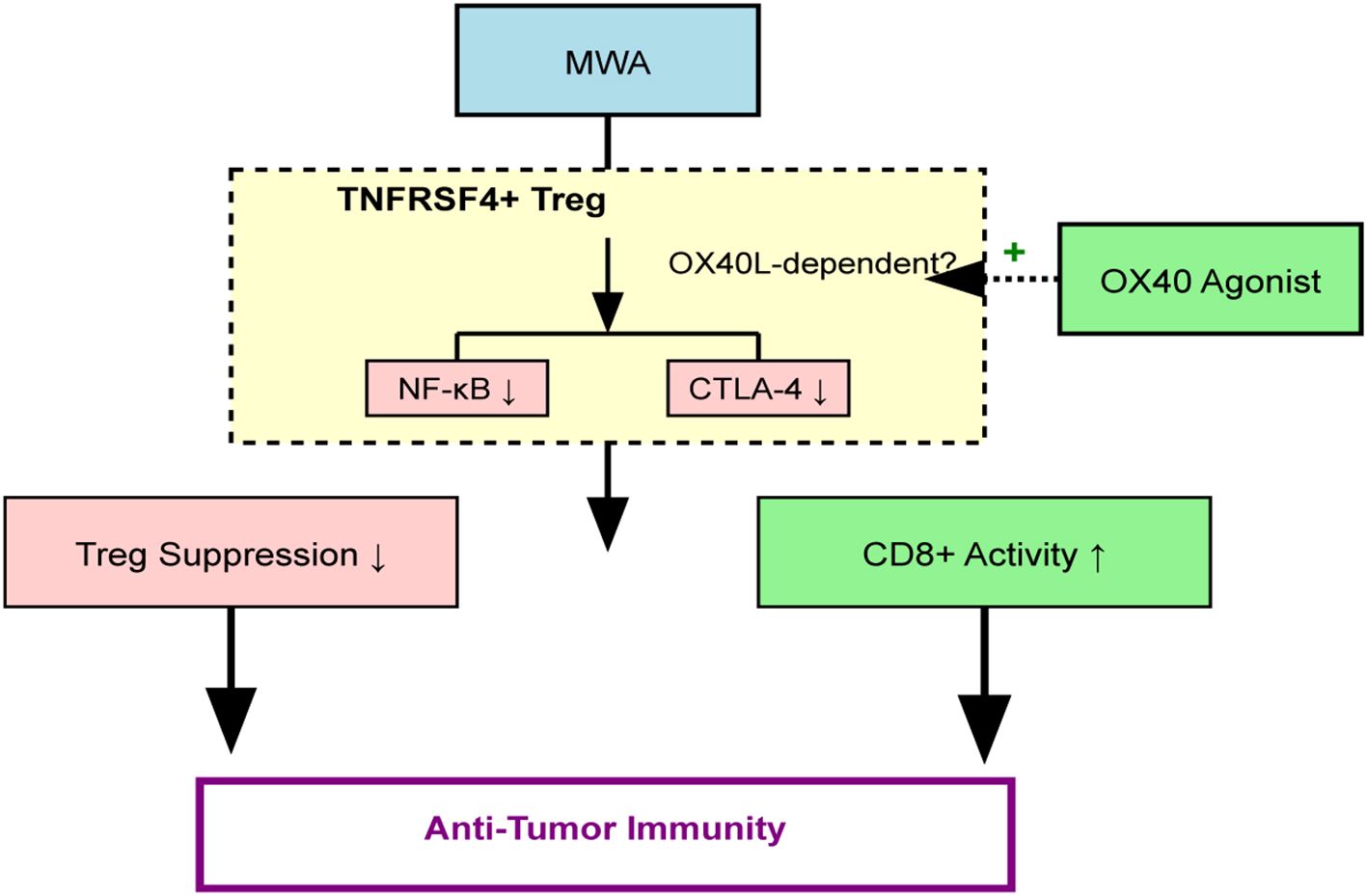 Flowchart illustrating anti-tumor immunity enhancement. MWA leads to TNFRSF4+ Treg, reducing NF-κB and CTLA-4. OX40 agonist boosts effects likely via OX40L, increasing CD8+ activity and decreasing Treg suppression, promoting anti-tumor immunity.