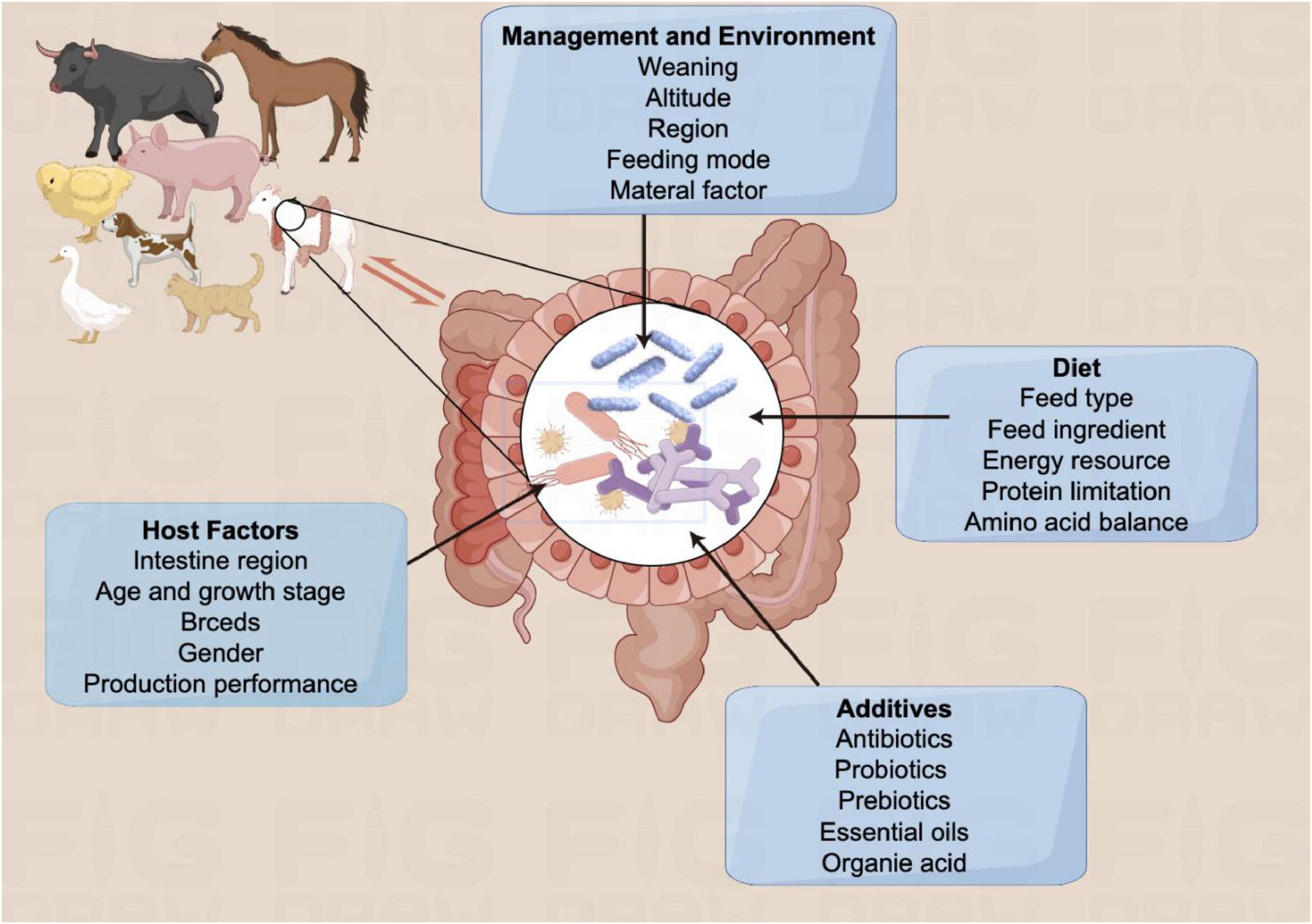 Diagram illustrating factors influencing gut microbiota in animals. Central intestines are surrounded by four categories: Management and Environment, Diet, Additives, and Host Factors. Each category lists specific influences such as feed type, antibiotics, growth stage, and altitude. Various farm animals are shown at the top left.