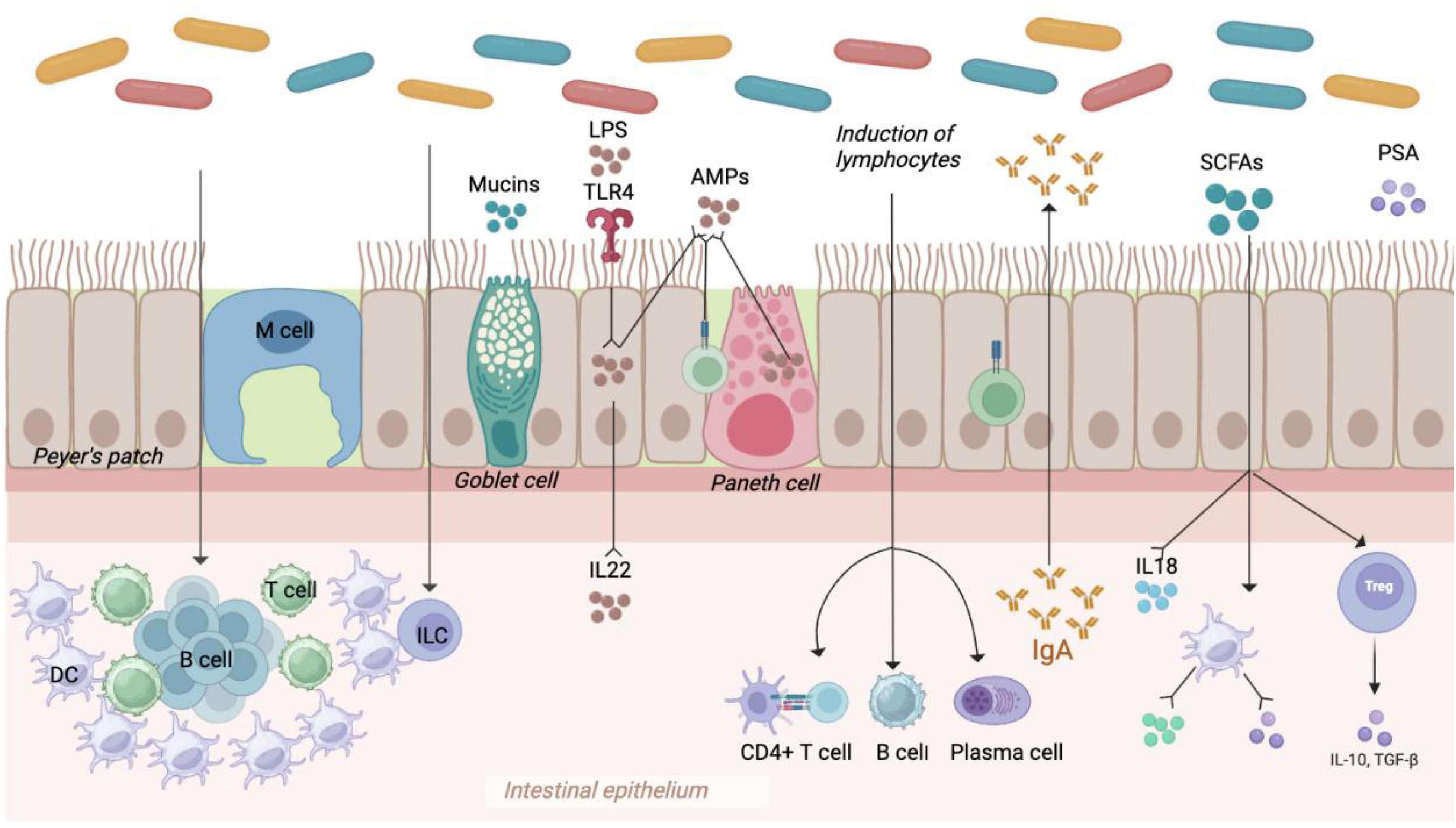 Illustration of the intestinal epithelium showing various cells and their interactions. M cells, goblet cells, and Paneth cells are key components, with arrows indicating the roles of TLR4, AMPs, and mucins. Beneath the epithelium, immune cells like T cells, B cells, and dendritic cells interact, highlighting processes like lymphocyte induction and production of IgA. Additional molecules like IL22, IL18, SCFAs, and PSA are involved in immune responses.