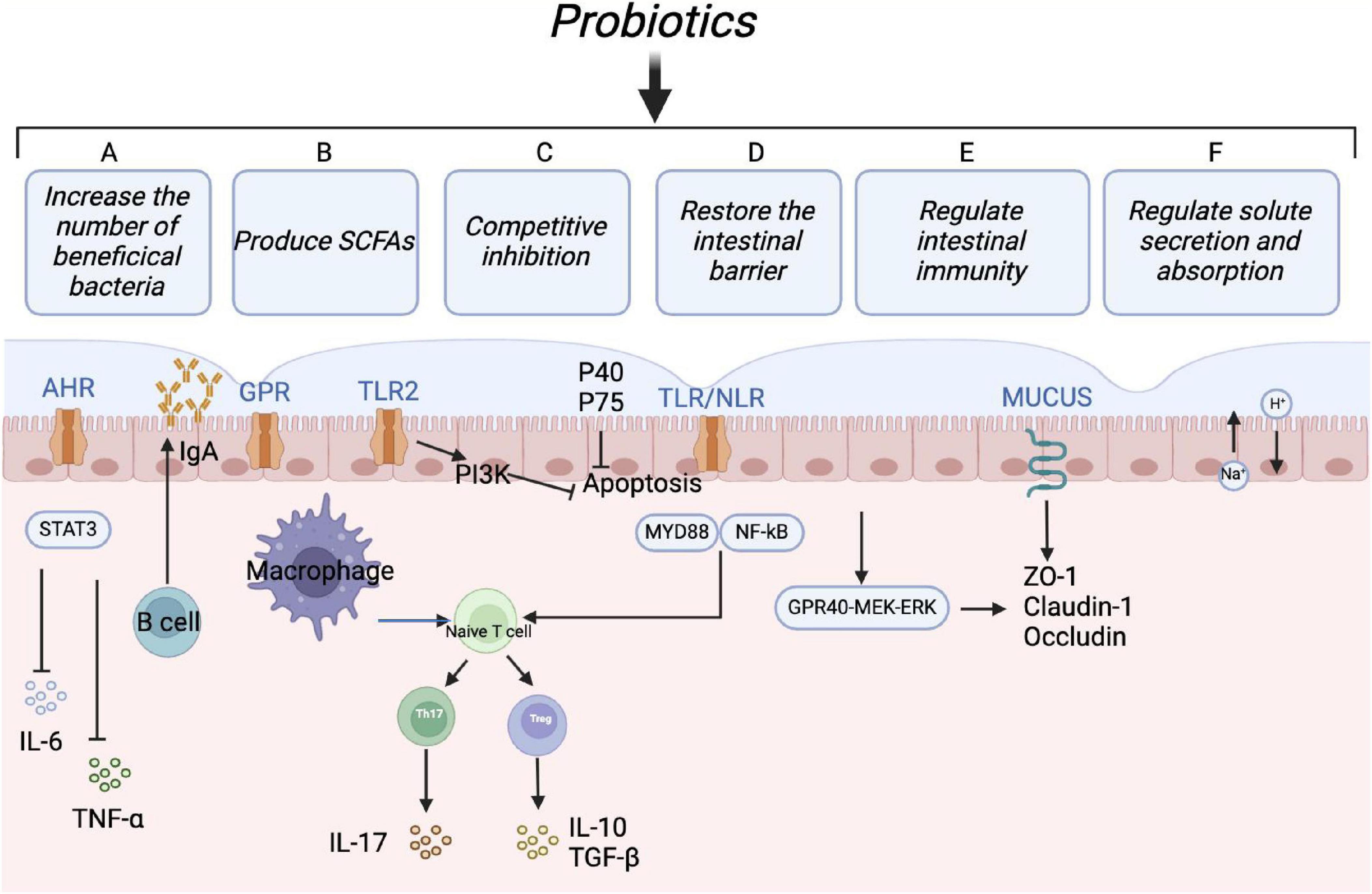 Diagram illustrating the effects of probiotics on the intestinal environment. It details six functions: increasing beneficial bacteria, producing short-chain fatty acids (SCFAs), competitive inhibition, restoring the intestinal barrier, regulating intestinal immunity, and regulating solute secretion and absorption. Key components include AHR, GPR, TLR2, TLR/NLR, and MUCUS, with interactions involving macrophages, B cells, naive T cells, and signaling pathways like PI3K, MYD88, and NF-kB. Elements such as IL-6, TNF-alpha, IL-17, and IL-10 are mentioned, highlighting immune regulatory processes.