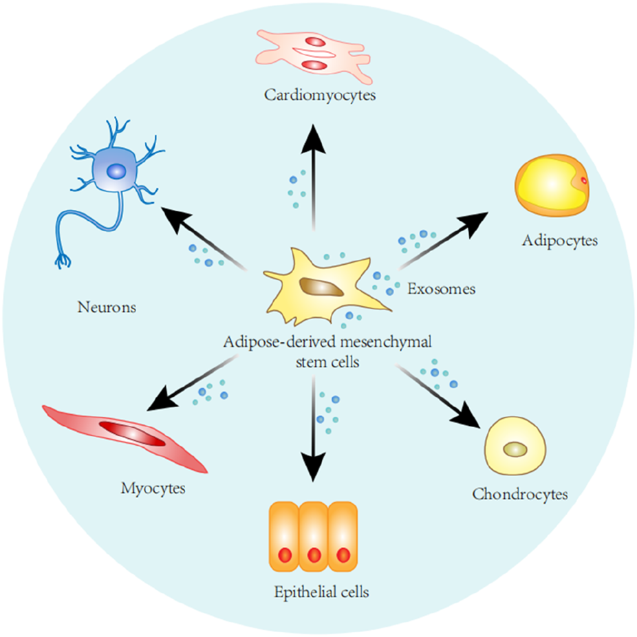 Diagram showing adipose-derived mesenchymal stem cells at the center with arrows pointing to cardiomyocytes, neurons, adipocytes, chondrocytes, epithelial cells, and myocytes. Exosomes are depicted along the arrows, illustrating the differentiation potential of stem cells.