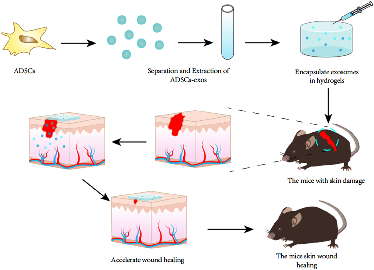 Flowchart depicting the process of using ADSC-derived exosomes for wound healing. ADSCs are extracted and processed to obtain exosomes, which are encapsulated in hydrogels. These hydrogels are applied to a mouse with skin damage. The treatment accelerates wound healing, as shown by the transition from damaged to healed skin in the diagram.