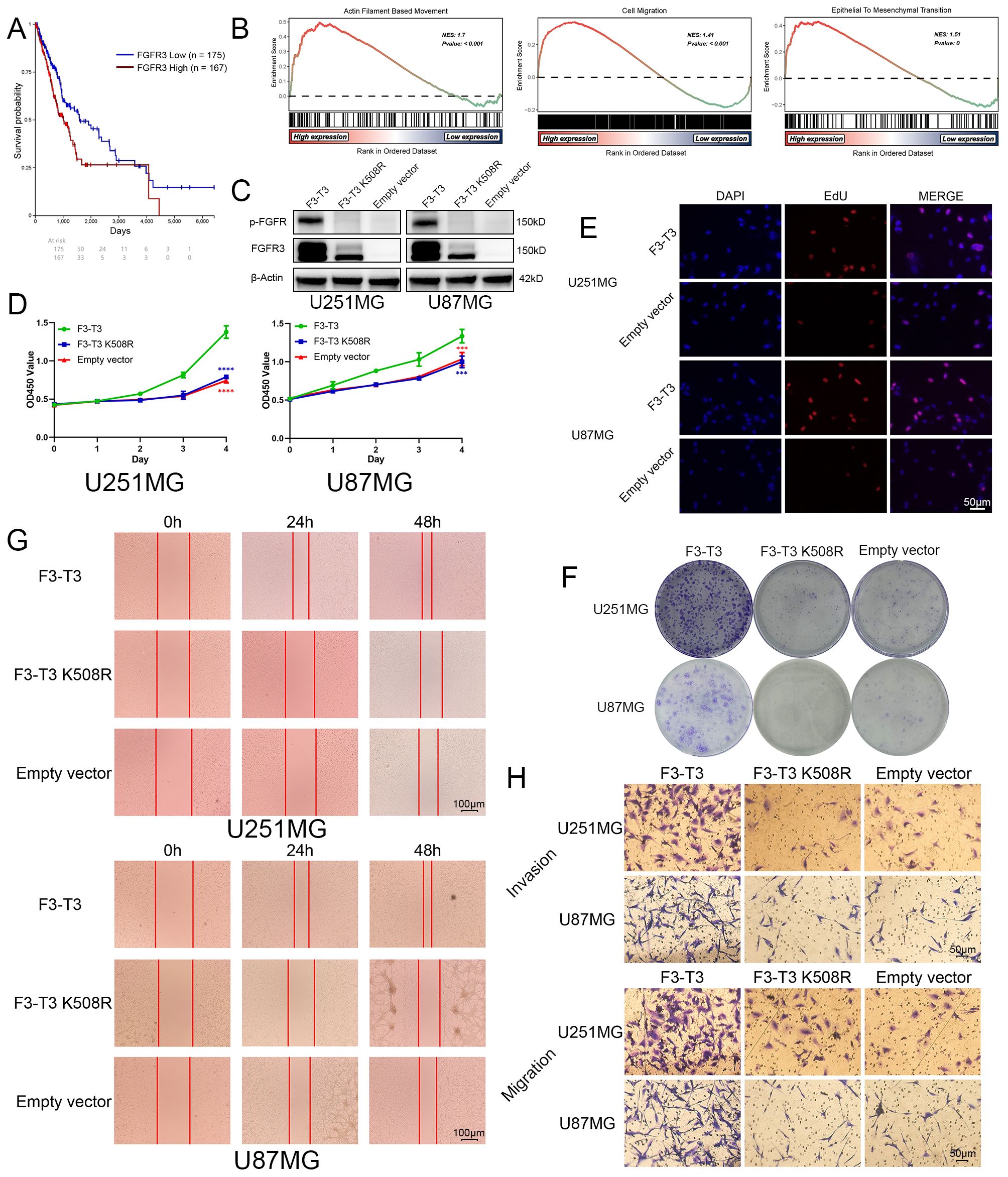 A composite image presents various scientific data panels related to FGFR3 expression in U251MG and U87MG cell lines. Panel A shows a survival probability graph comparing low and high FGFR3 expression groups. Panel B consists of three line graphs displaying gene set enrichment analysis results for actin filament movement, cell migration, and epithelial-mesenchymal transition. Panel C displays Western blot results for FGFR3 and related proteins. Panel D presents growth curves for different treatments. Panel E illustrates fluorescent microscopy images showing DAPI, EdU, and merged staining. Panel F shows colony formation assays. Panel G depicts wound healing assays at different time intervals. Panel H displays images from invasion and migration assays.