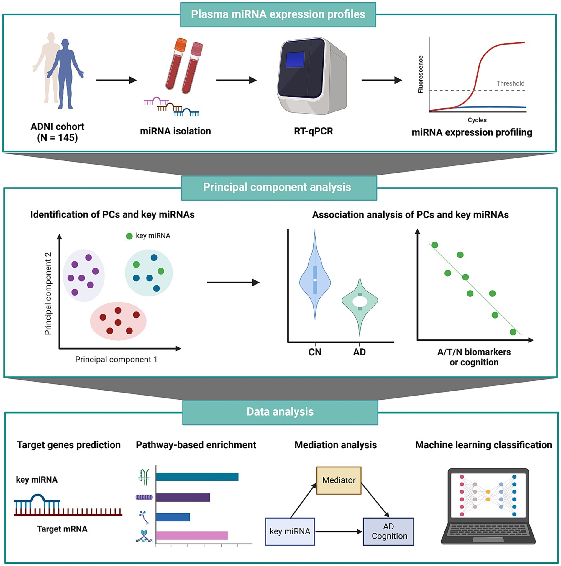 Flowchart illustrating a study of plasma miRNA expression profiles in an ADNI cohort of 145 individuals. Steps include miRNA isolation, RT-qPCR, and expression profiling. Principal component analysis identifies key miRNAs linked to PC and biomarkers. Data analysis involves gene prediction, pathway enrichment, mediation analysis, and machine learning classification. Various icons and graphs represent each stage, showing the process from sample preparation to data analysis and interpretation.