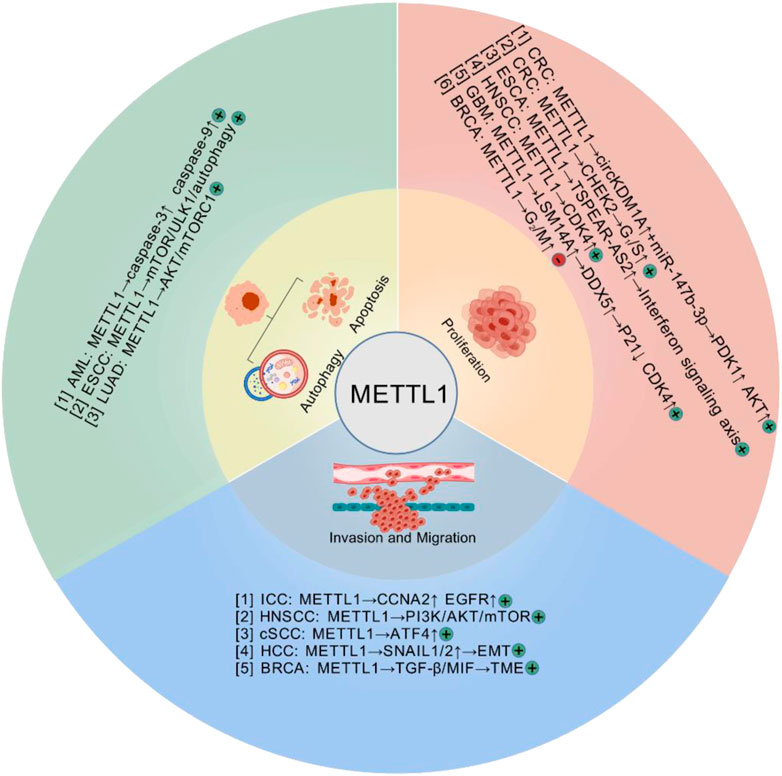 Diagram illustrating the multifunctional roles of METTL1 in cancer processes. The central circle labeled