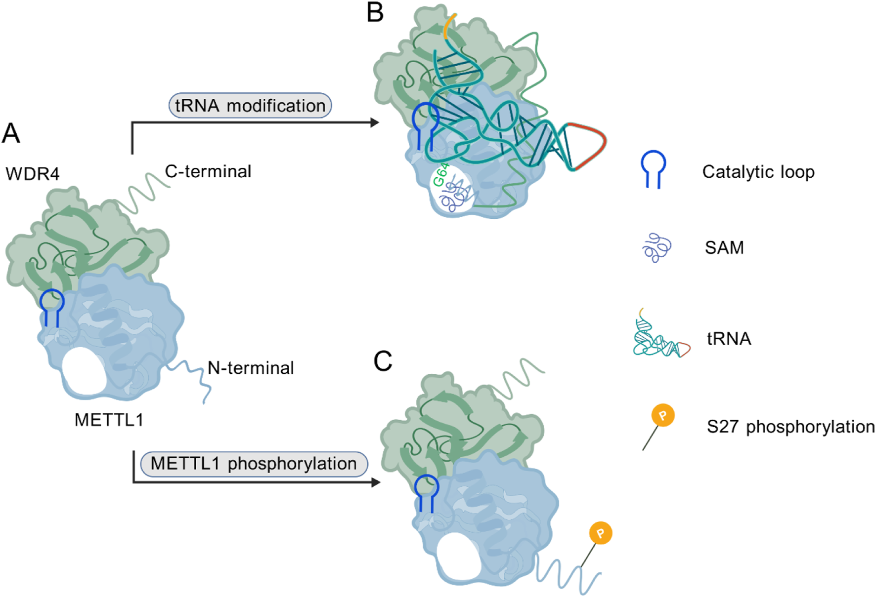 Diagram illustrating the structure and function of proteins involved in tRNA modification. Panel A shows WDR4 and METTL1 interaction. Panel B visualizes the catalytic loop and binding of SAM and tRNA. Panel C indicates METTL1 phosphorylation at S27. Key symbols are labeled on the right.
