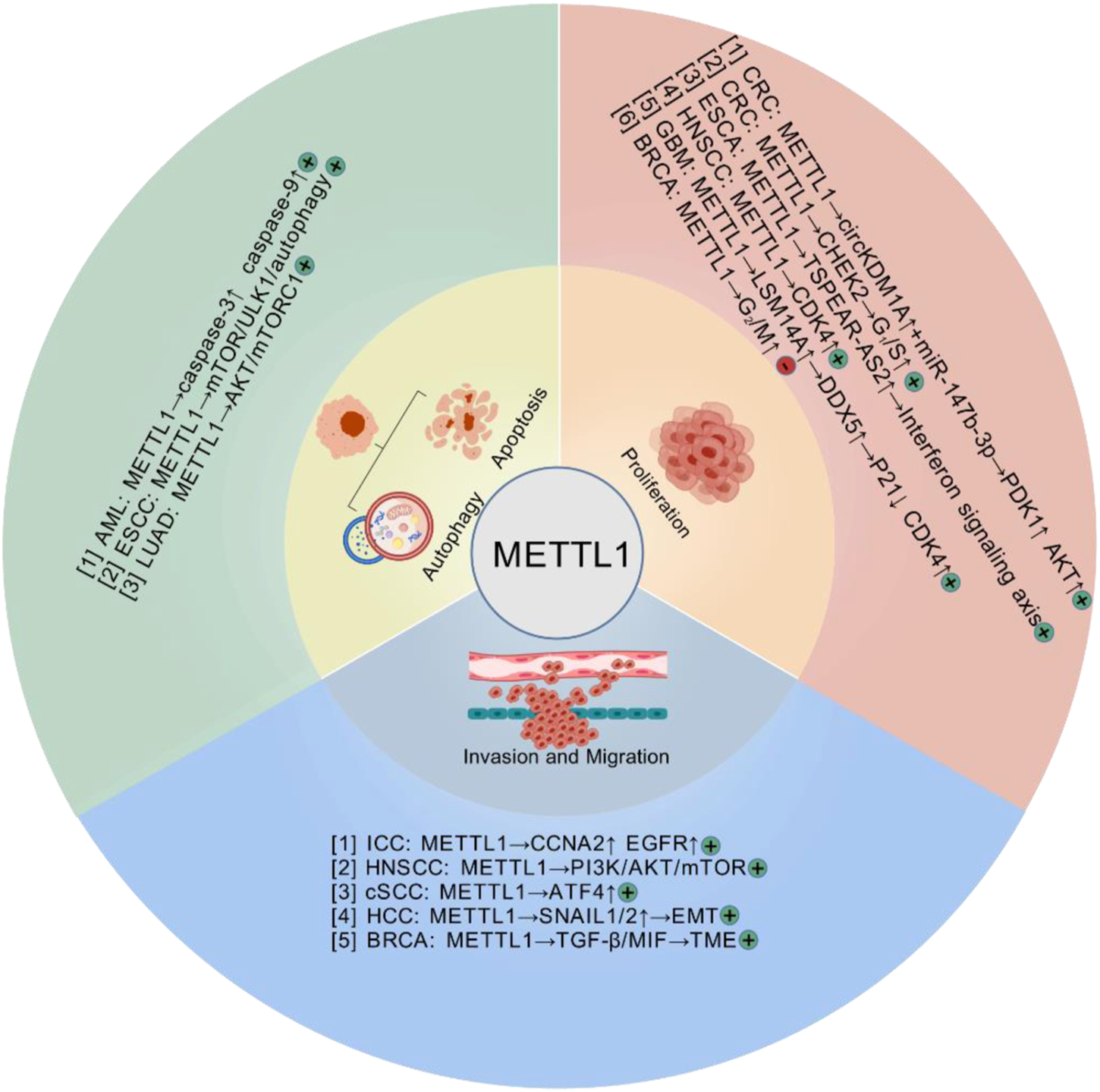 Diagram illustrating the multifunctional roles of METTL1 in cancer processes. The central circle labeled "METTL1" is surrounded by sections indicating autophagy, apoptosis, proliferation, and invasion/migration. Each section lists cancer types and associated pathways, highlighting METTL1's diverse impact on different cancer mechanisms.