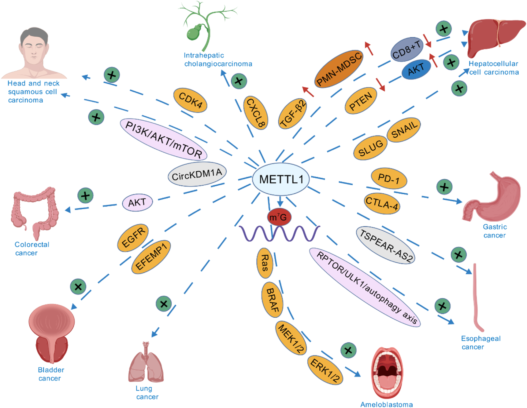 Diagram illustrating the role of METTL1 in various cancers. Arrows indicate the relationship between METTL1 and different proteins or pathways like PI3K/AKT/mTOR, AKT, EGFR, and others. Connected cancers include head and neck squamous cell carcinoma, intrahepatic cholangiocarcinoma, hepatocellular carcinoma, colorectal, gastric, esophageal, bladder, lung cancers, and ameloblastoma. Green plus and minus signs indicate positive or negative regulation, respectively.