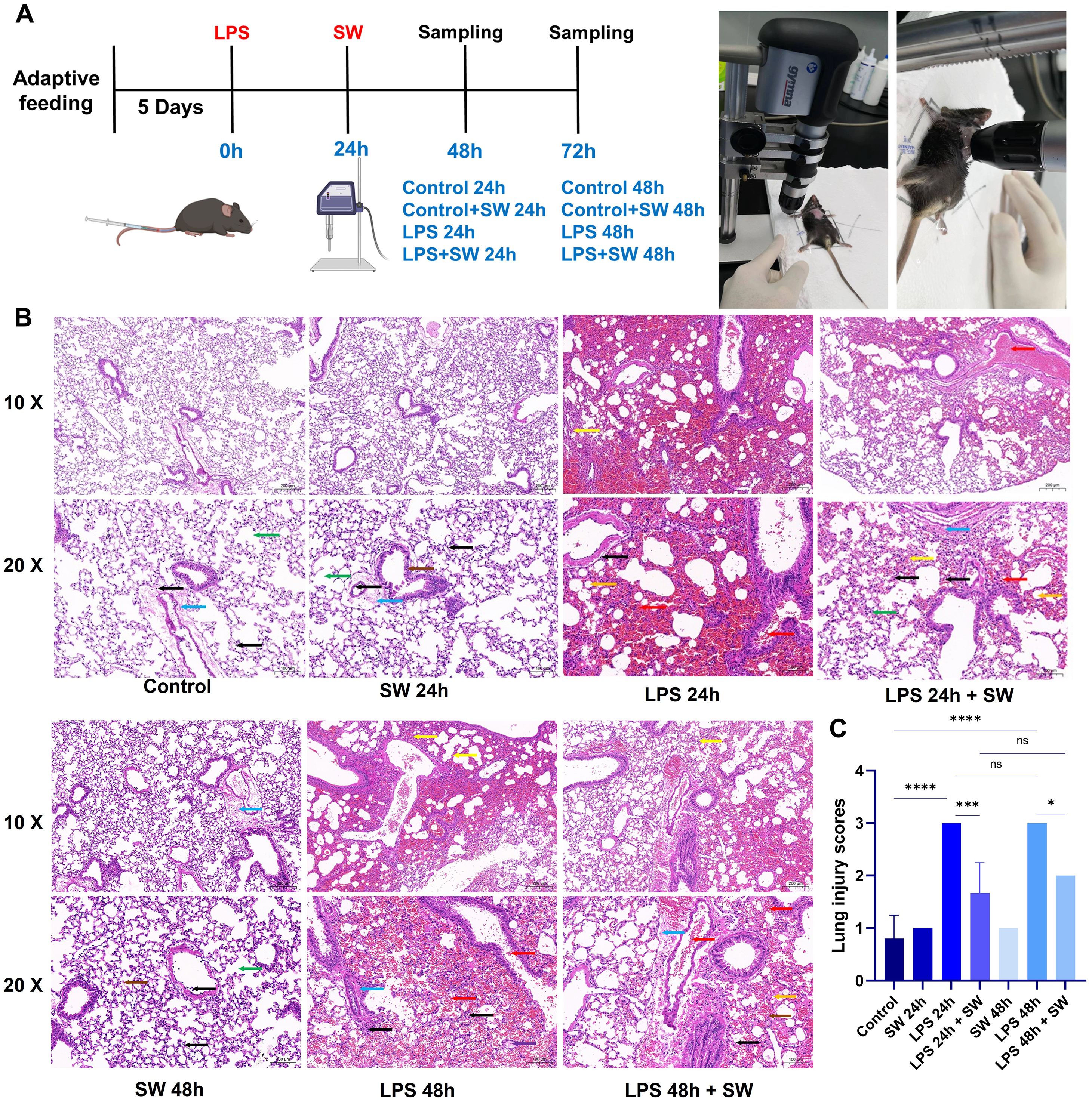 (A) Experimental timeline and grouping strategy, experimental timeline, and shock wave intervention process. (B) Histological lung sections under various conditions at 10x and 20x, including control, SW 24h, LPS 24h, LPS 24h + SW, SW 48h, LPS 48h, and LPS 48h + SW. (C) A bar chart illustrates lung injury scores for different treatment groups, highlighting significant differences.