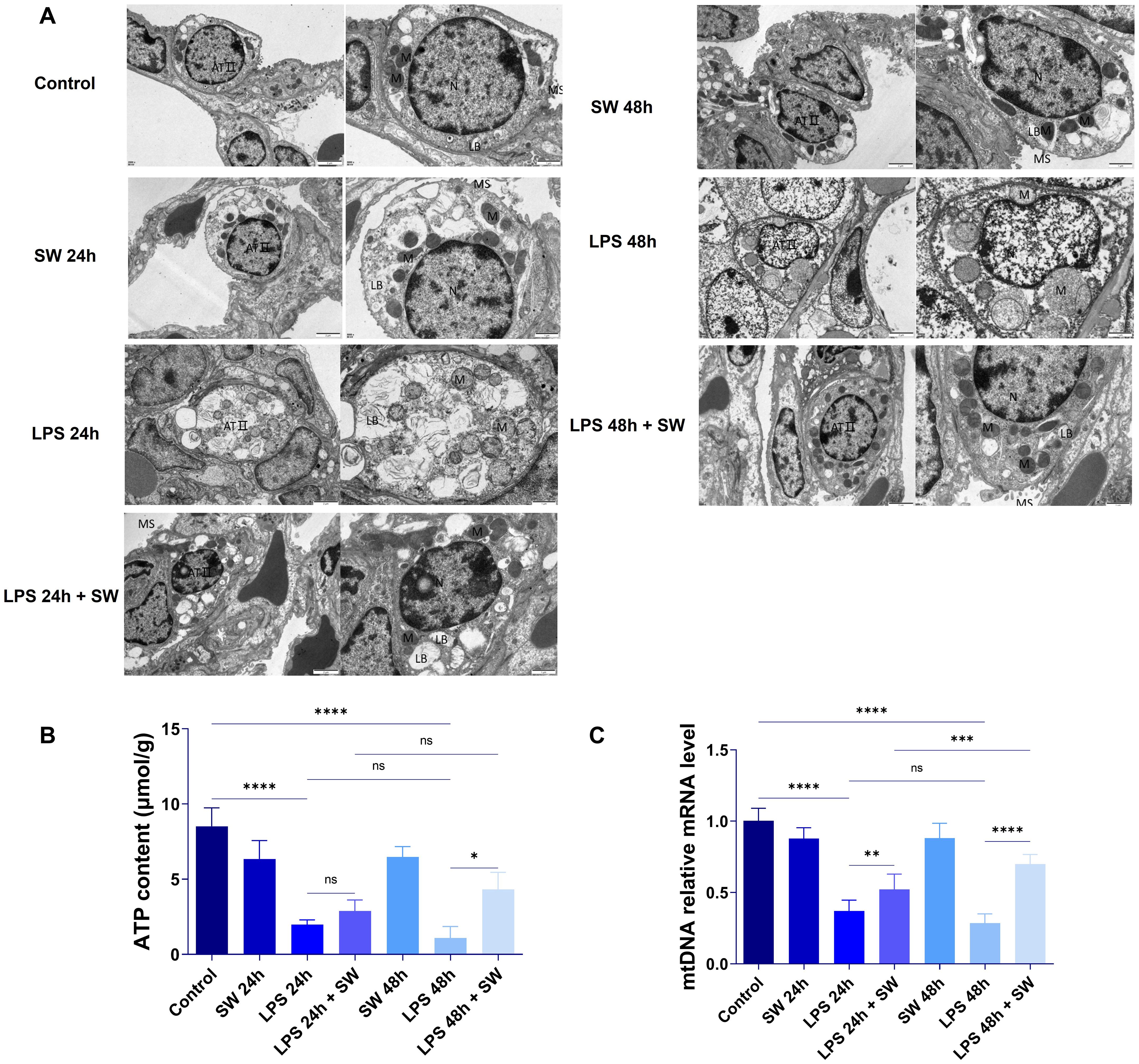 Panel A shows electron micrographs of cellular structures under various conditions: Control, SW 24h, SW 48h, LPS 24h, LPS 48h, LPS 24h + SW, and LPS 48h + SW, highlighting different cellular features. Panel B is a bar chart of ATP content (μmol/g) under the same conditions, with significant differences marked by asterisks. Panel C is a bar chart of mitochondrial DNA (mtDNA) relative mRNA levels, also showing significant differences. Statistical significance is indicated with asterisks, ranging from one (least significant) to four (most significant).