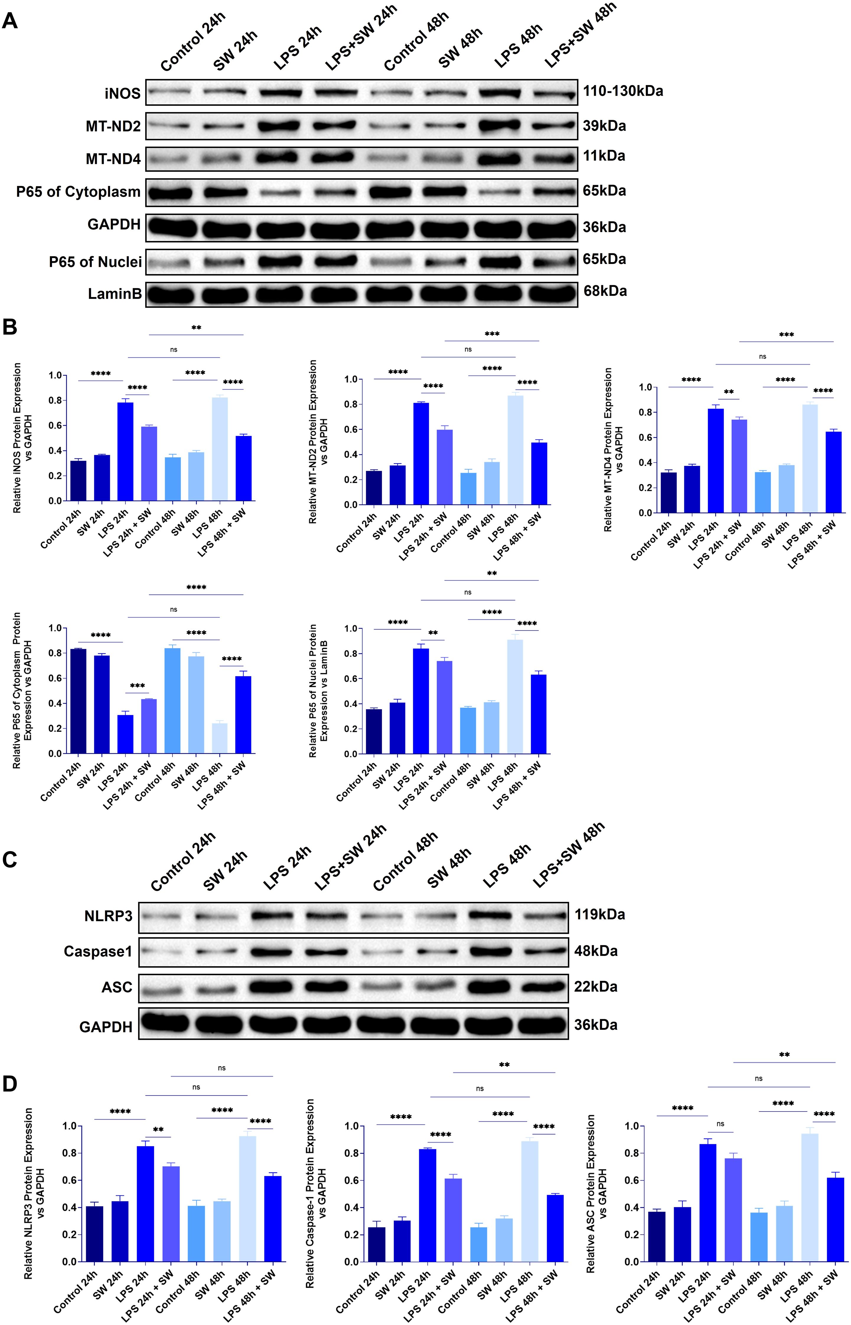 Western blot and bar graphs displaying protein expression levels under various conditions. Panel A shows different protein bands, including iNOS, MT-ND2, MT-ND4, with weights labeled in kDa. Panel B contains bar graphs comparing relative protein expression levels to GAPDH, indicating significant differences with asterisks. Panel C presents Western blot results for NLRP3, Caspase1, ASC, and GAPDH. Panel D shows bar graphs with relative expression data. Conditions include Control, SW, LPS, and LPS+SW at 24 and 48 hours. Statistical significance is marked by asterisks above bars.