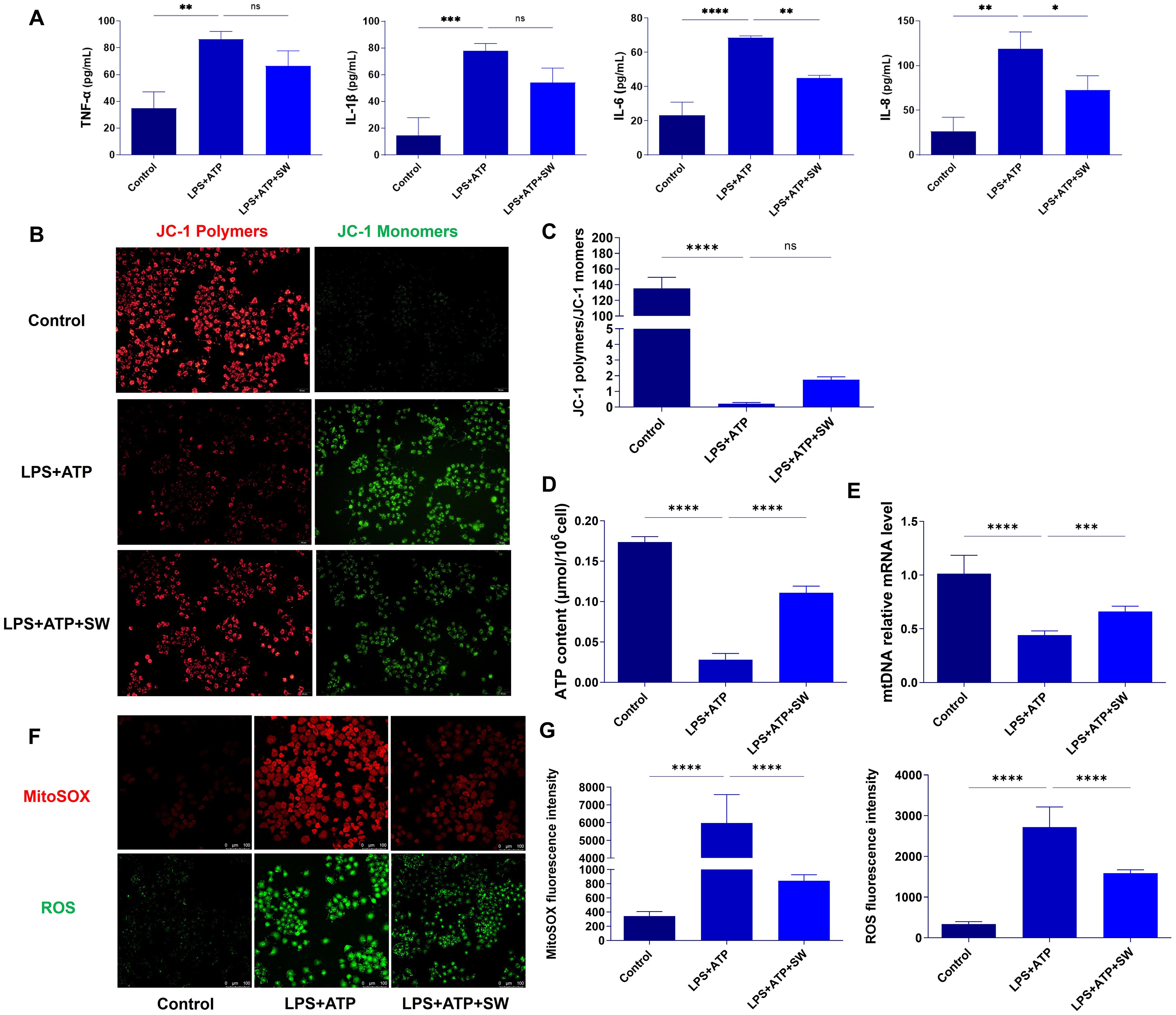 Panel A shows bar graphs for cytokine levels (TNF-α, IL-1β, IL-6, lL-8) across Control, LPS+ATPand LPS+ATP+SW groups with significance indicated. Panel B provides fluorescencemicroscopy images showing JC-1 polymers and monomers for the same groups. Panel Cfeatures a bar graph of JC-1 polymer/monomer ratios. Panel D shows ATP contentcomparison. Panel E illustrates mtDNA relative mRNA levels. Panel F contains fluorescence images for MitoSOX and ROS levels. Panel G presents bar graphs of MitoSOX and ROS fluorescence intensities. Statistical siqnificance is marked asterisks.