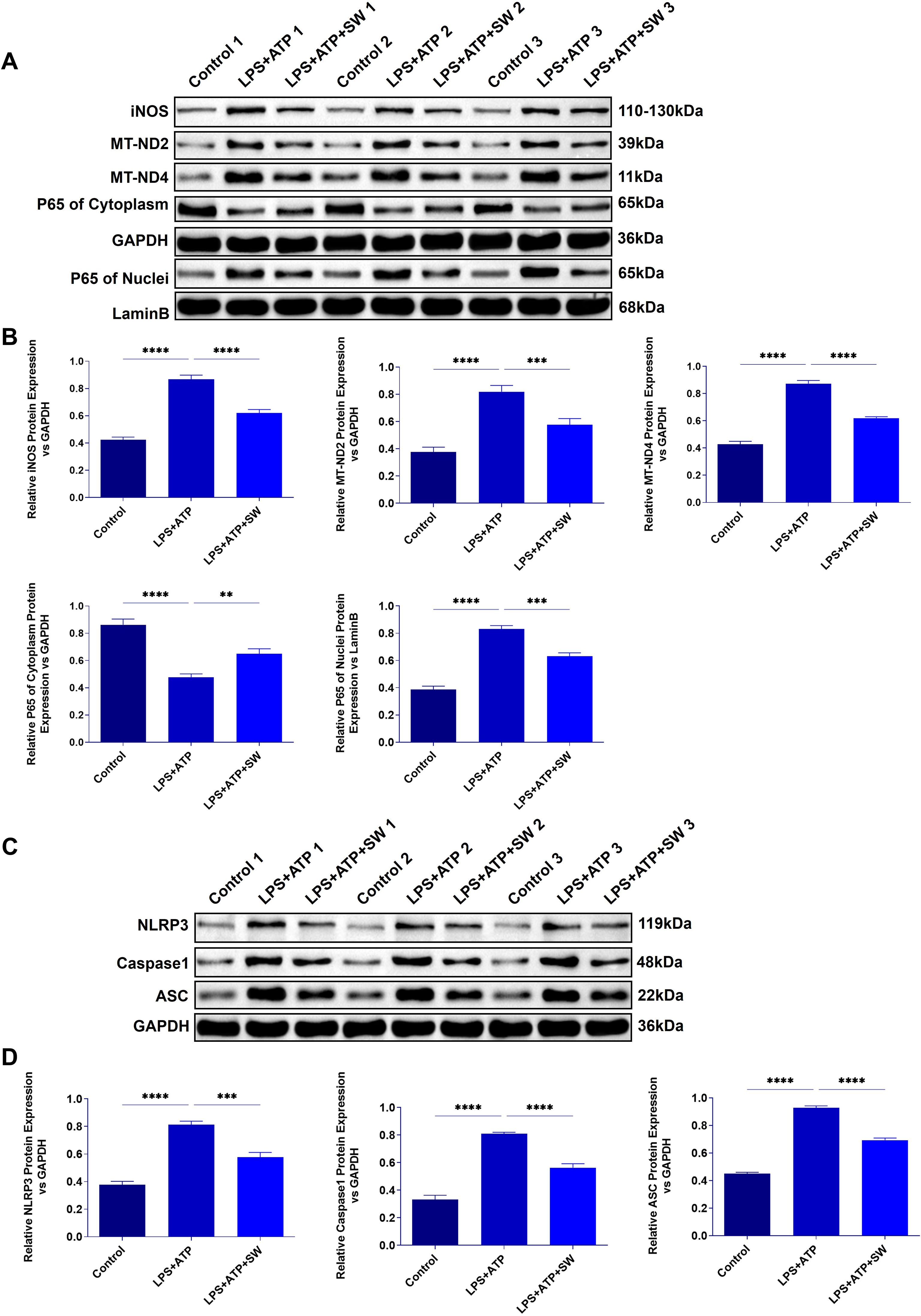 Western blot analysis and bar graphs illustrating protein expression levels. Panel A shows blots for iNOS, MT-ND2, MT-ND4, P65 of Cytoplasm, GAPDH, P65 of Nuclei, and LaminB across different controls and treatments (LPS+ATP, LPS+ATP+SW). Panel B displays corresponding bar graphs for relative protein expression against GAPDH or LaminB, with significance levels indicated by asterisks. Panel C includes blots for NLRP3, Caspase1, ASC, and GAPDH. Panel D provides bar graphs for these proteins' expression levels relative to GAPDH, again noting statistical significance with asterisks.