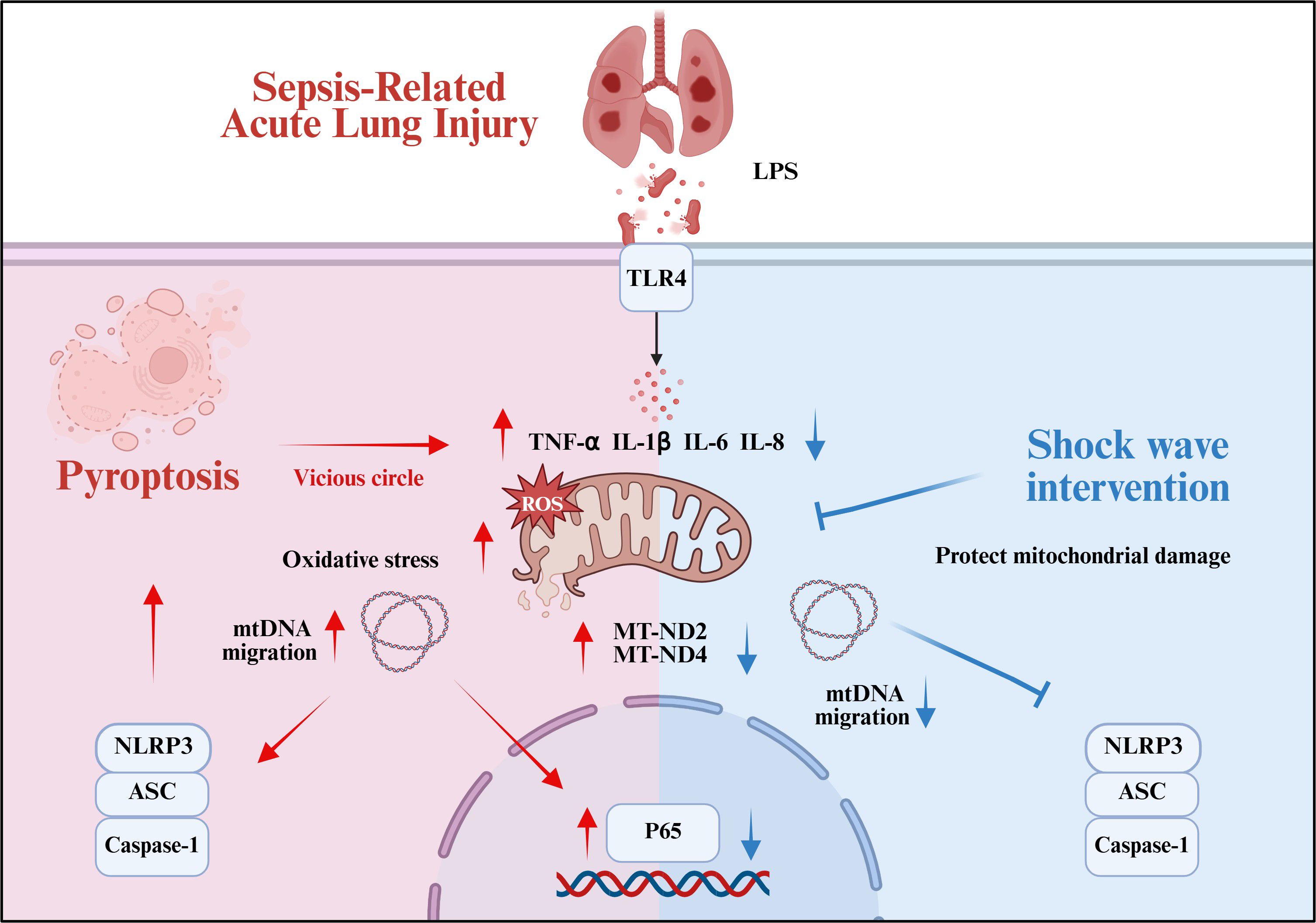 Diagram illustrating sepsis-related acute lung injury, comparing pyroptosis with shock wave intervention. Left side shows a cycle of oxidative stress and mitochondrial damage involving TNF-alpha, IL-1β, IL-6, and IL-8. Right side illustrates the protective effects of shock wave intervention on mitochondria, reducing mitochondrial DNA migration. Components like NLRP3, ASC, Caspase-1, ROS, and P65 are highlighted.
