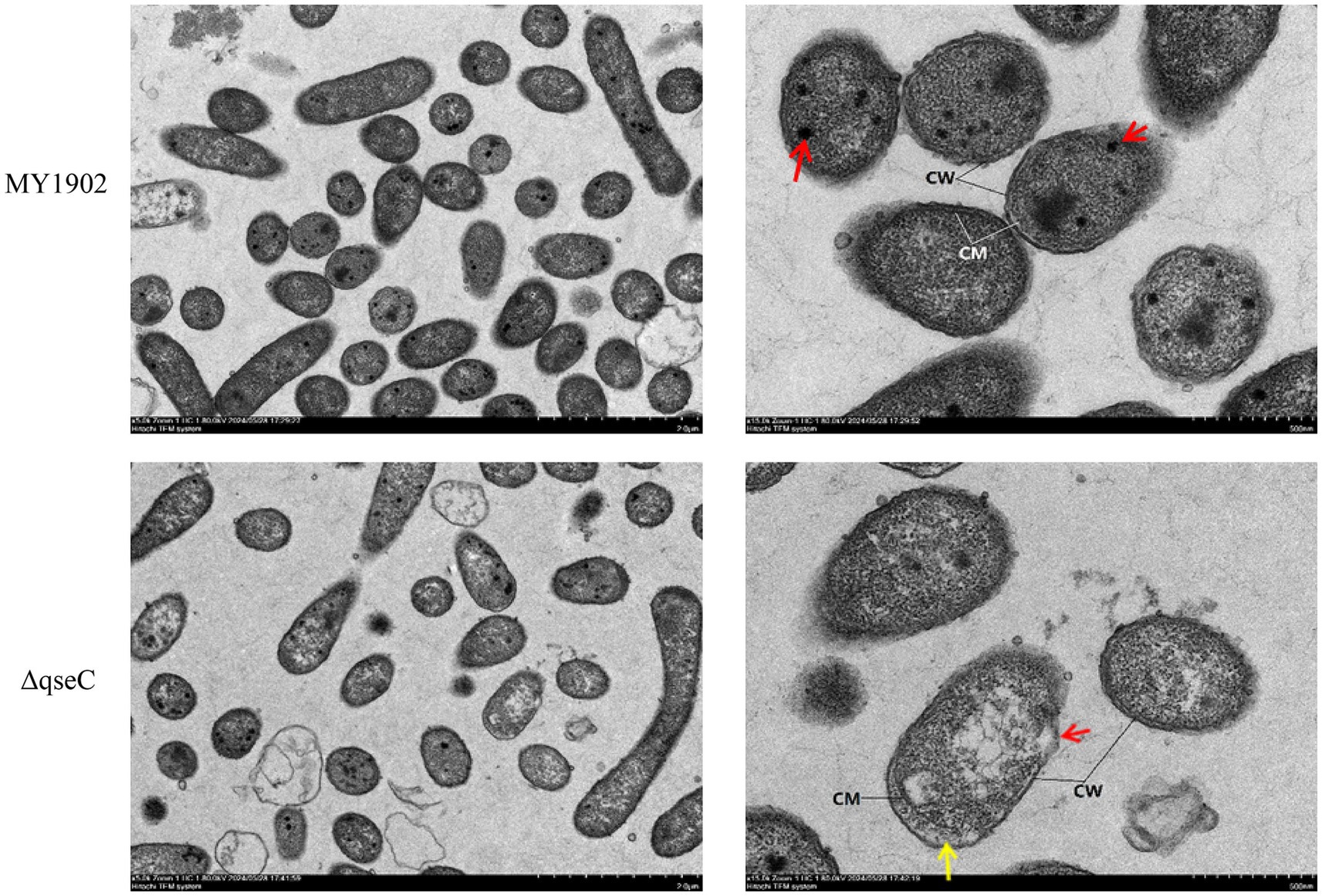 Electron microscope images showing bacterial cells. The top row shows MY1902 strain with noted cell wall (CW) and cytoplasmic membrane (CM), indicated by arrows. The bottom row shows ΔqseC strain with similar annotations. The cells vary in shape and density, with some highlighted by red and yellow arrows.