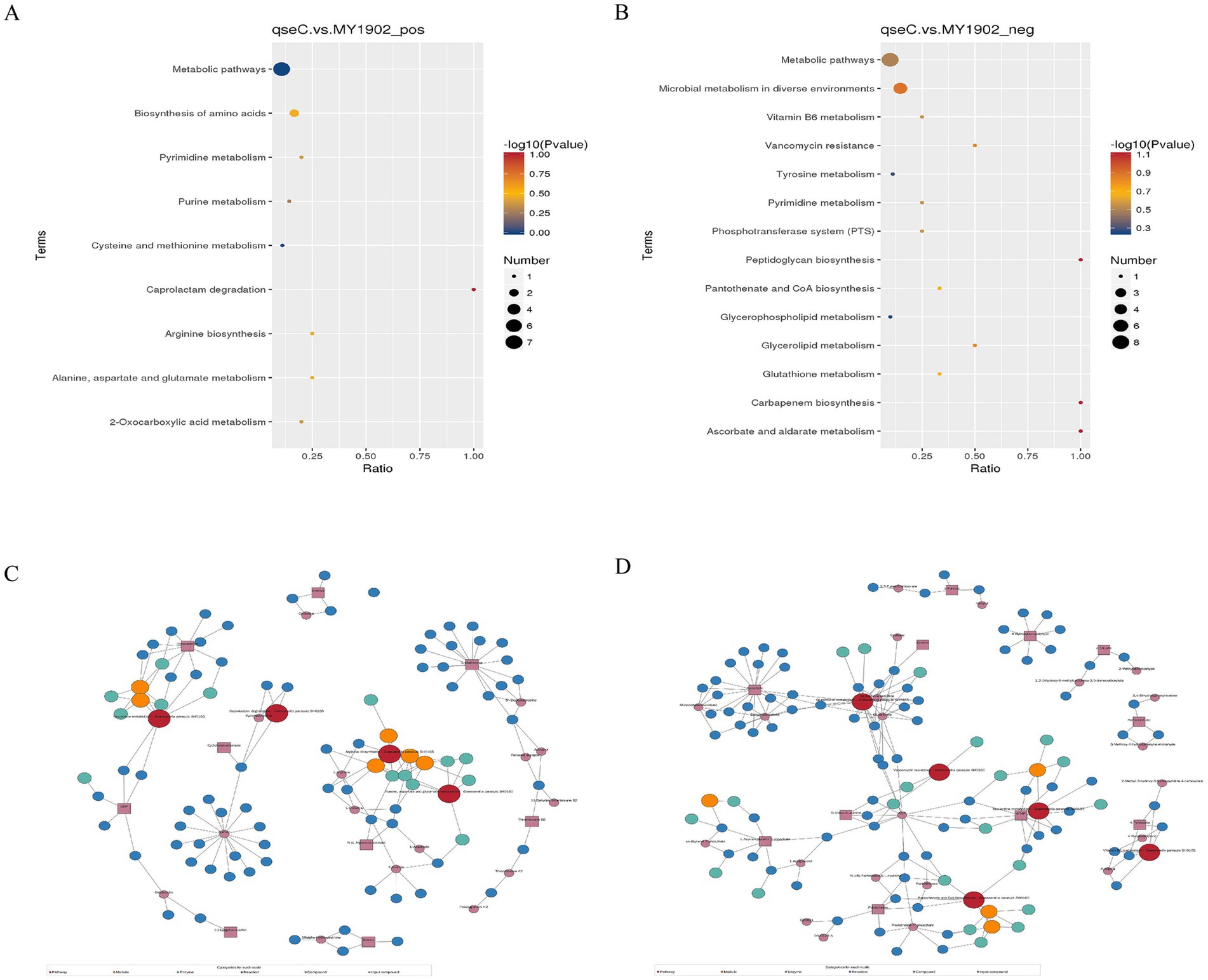 The image shows four panels labeled A, B, C, and D. Panels A and B are dot plots displaying metabolic pathways analyzed through qseC vs. MY1902 comparisons, showing terms on the y-axis and ratio values on the x-axis, with dot size and color representing the number and logarithmic p-values, respectively. Panels C and D present network graphs illustrating interactions within metabolic pathways, with nodes of varying sizes and colors depicting different terms and connections.