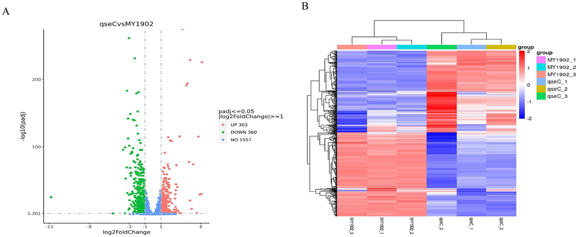 Panel A displays a volcano plot showing gene expression changes with points indicating significantly upregulated (red), downregulated (green), and nonsignificant (blue) genes based on log2 fold change. Panel B is a heatmap illustrating hierarchical clustering of expression data. Samples and expression levels are color-coded, with red indicating high expression and blue indicating low expression, across different sample groups MY1902 and qseC.