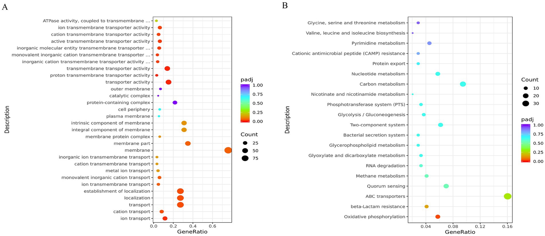 Two bubble plots labeled A and B display enriched terms. Plot A shows terms related to transmembrane transporter activities with varying bubble sizes indicating the count and color indicating adjusted p-values. Plot B lists metabolic processes such as amino acid and carbon metabolism, similarly color-coded and sized. Both plots use