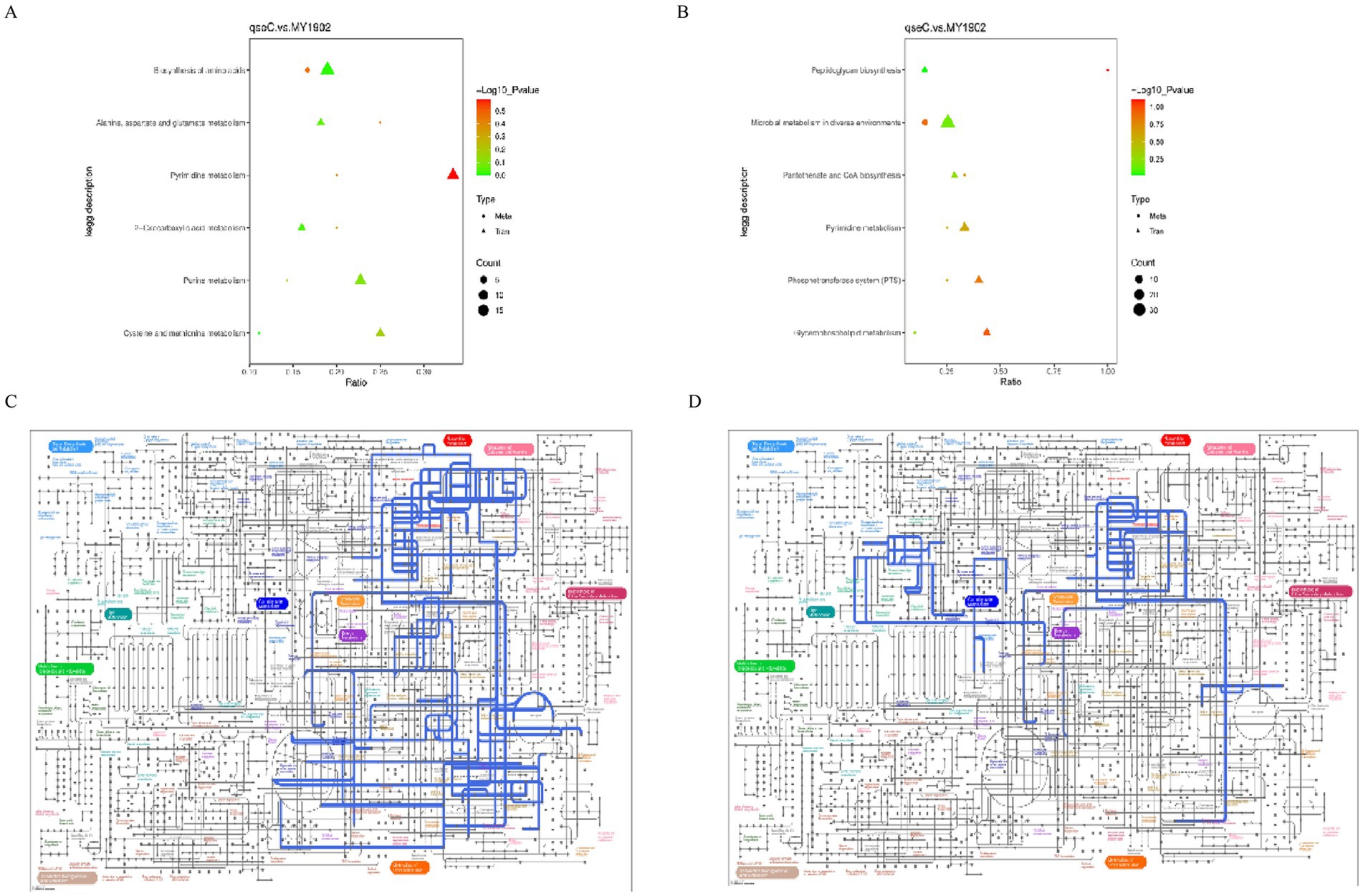Graphical analysis and metabolic pathway maps are shown in four panels. Panel A and B are scatter plots comparing various metabolisms between groups, highlighting points by color, shape, and size to indicate significance, type, and count respectively. Panels C and D depict complex metabolic pathway diagrams with various colored labels and paths. Blue pathways are highlighted, each showing detailed network connections.