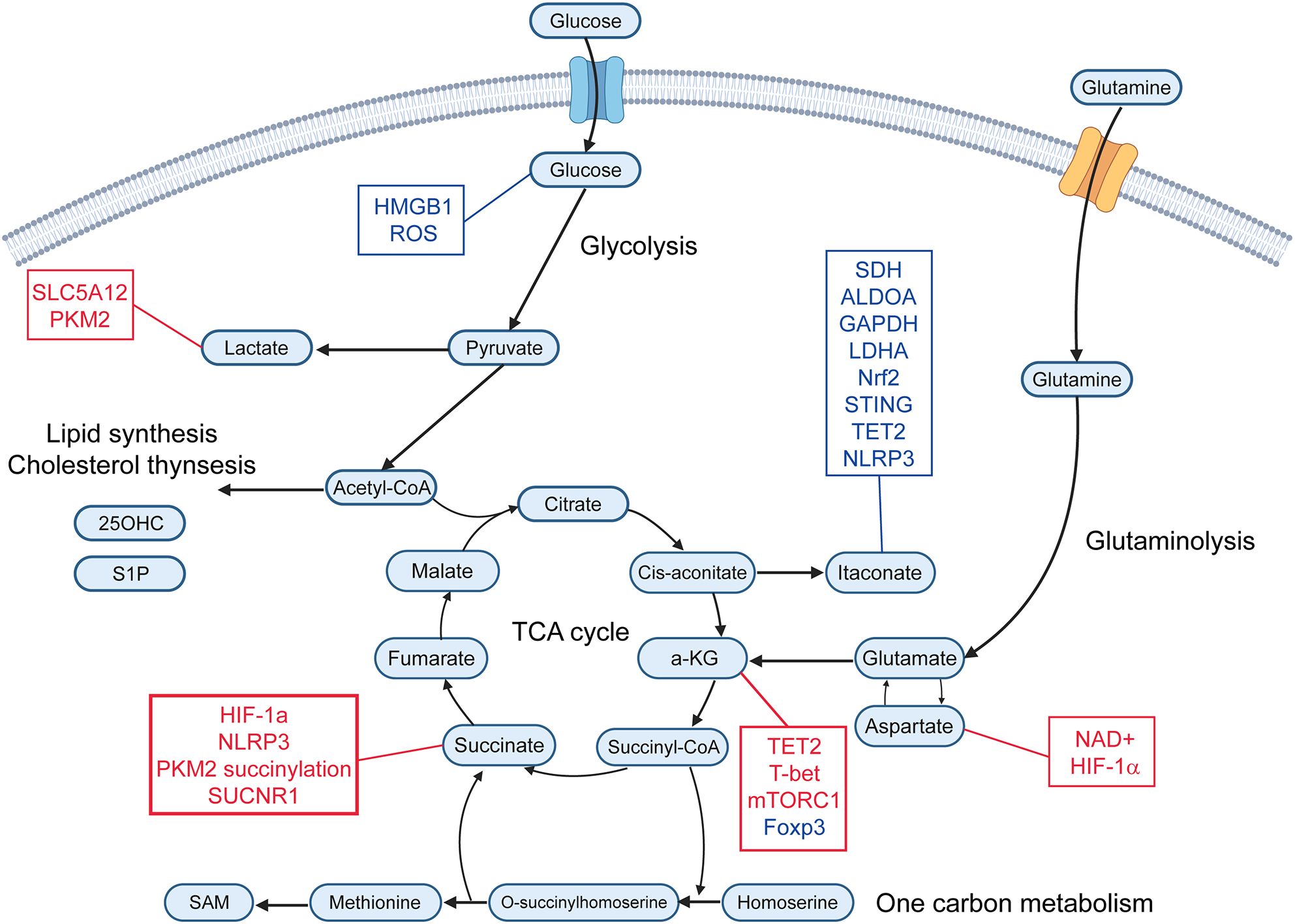 Diagram showing metabolic pathways including glycolysis, TCA cycle, glutaminolysis, and one-carbon metabolism. Glucose and glutamine are key inputs. It highlights conversions such as pyruvate to lactate, acetyl-CoA to citrate, and succinate to fumarate. Enzymes and components like HIF-1α, TET2, and NAD+ are labeled. The pathway connects lipid synthesis, cholesterol synthesis, and itaconate production.
