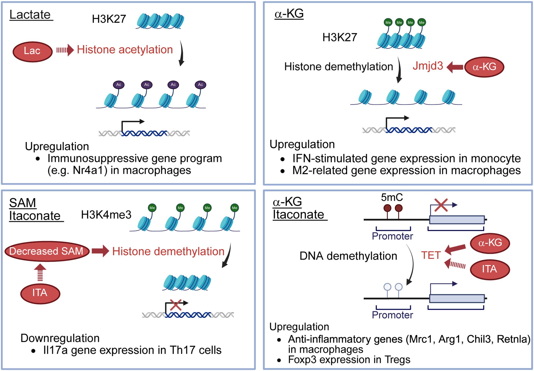 Diagram illustrating the effects of lactate, α-KG, SAM, and itaconate on histone and DNA modification. Top left: Lactate induces histone acetylation at H3K27, upregulating immunosuppressive genes in macrophages. Top right: α-KG promotes histone demethylation at H3K27, enhancing IFN-stimulated and M2-related gene expression. Bottom left: Decreased SAM and itaconate lead to histone demethylation at H3K4me3, downregulating IL17a in Th17 cells. Bottom right: α-KG and itaconate stimulate DNA demethylation, upregulating anti-inflammatory and Foxp3 expression in macrophages and Tregs.