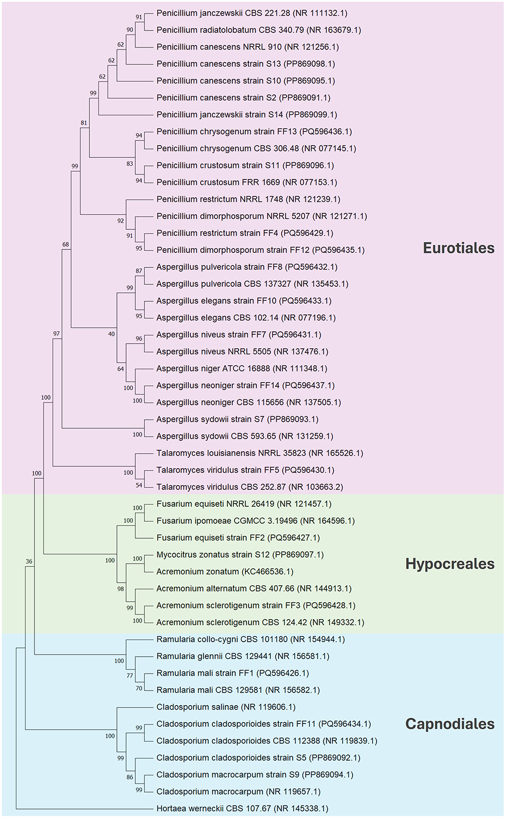 Phylogenetic tree illustrating relationships among fungal species from Eurotiales, Hypocreales, and Capnodiales orders. Branches indicate genetic distances with percentages showing bootstrapping values. Species names and accession numbers are listed, with color-coded sections: Eurotiales in pink, Hypocreales in green, and Capnodiales in blue.