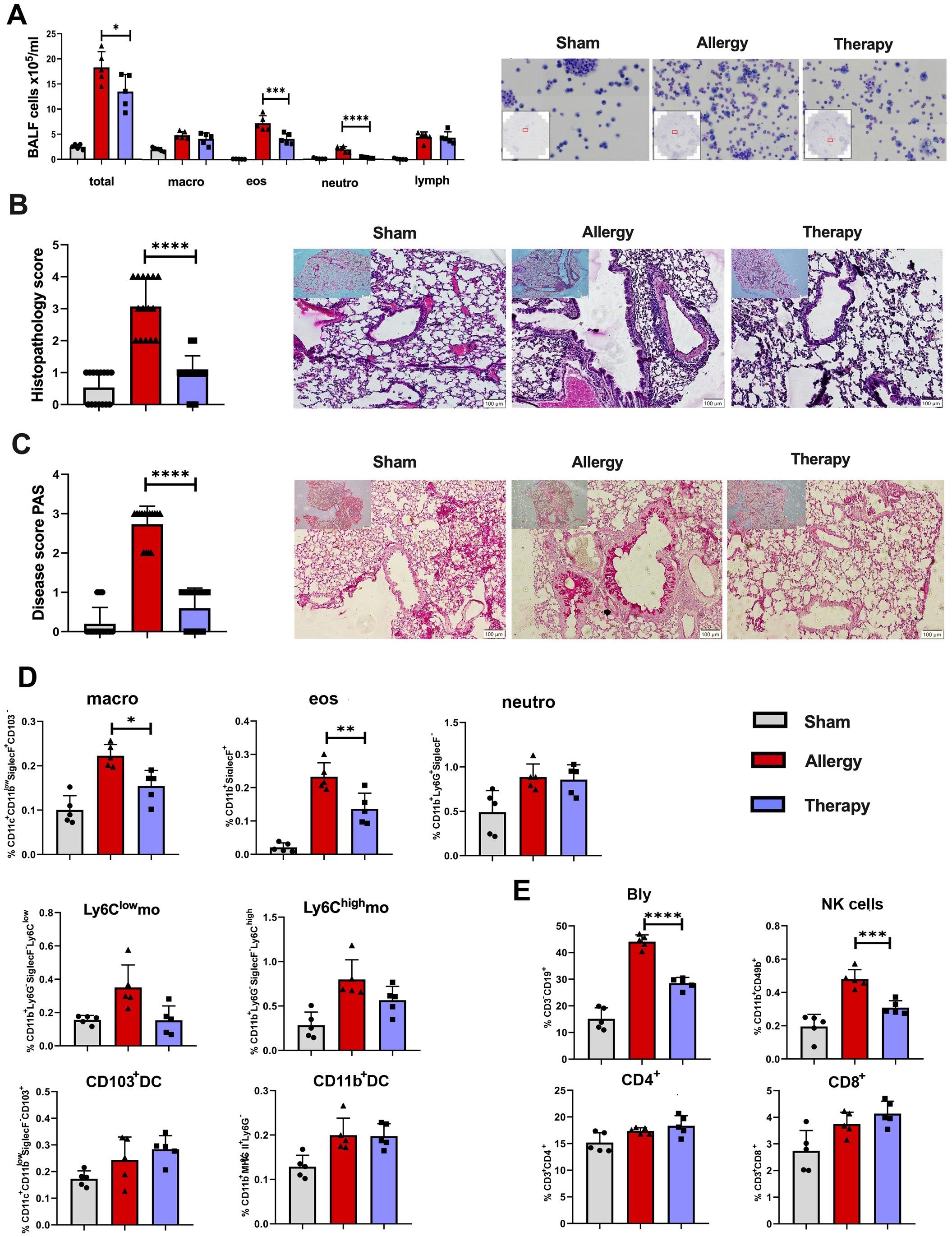 Graphs and histological images illustrate the effects of sham, allergy, and therapy treatments. Panel A shows a bar graph of BALF cells and images of cell slides. Panel B displays a histopathology score graph and lung tissue images. Panel C presents a disease score PAS graph with more lung images. Panel D includes graphs of immune cell percentages. Panel E shows graphs of B and NK cell percentages. Statistical significance is indicated by asterisks.