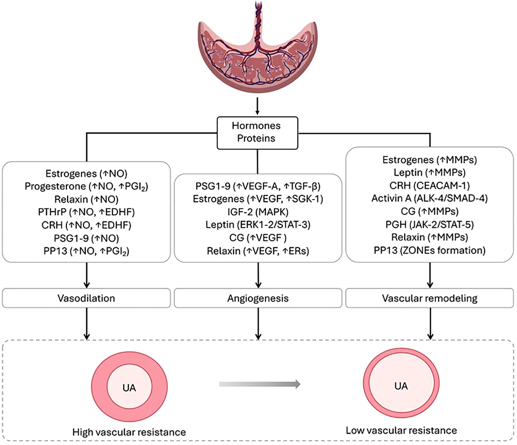 Diagram showing the role of hormones and proteins in pregnancy-related vascular changes. It includes pathways for vasodilation, angiogenesis, and vascular remodeling, leading from high to low vascular resistance. Hormones like estrogens, relaxin, and progesterone are involved, affecting elements like nitric oxide and matrix metalloproteinases.