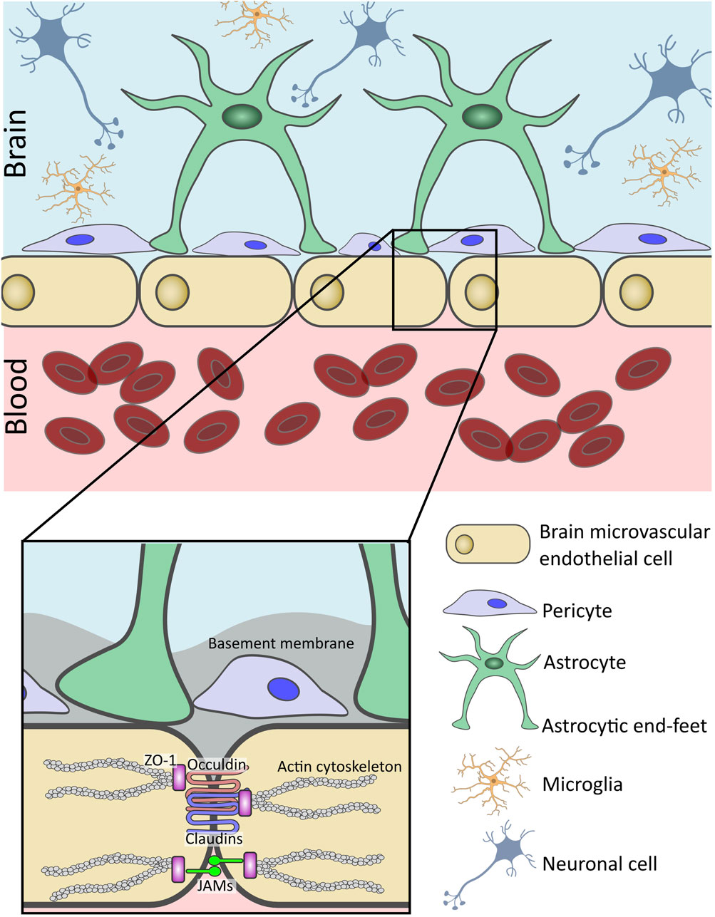 Diagram illustrating the blood-brain barrier, showing brain microvascular endothelial cells, pericytes, astrocytes, microglia, and neuronal cells. A zoomed-in section details tight junctions, including ZO-1, occludin, claudins, JAMs, and the actin cytoskeleton, with astrocytic end-feet and the basement membrane. Red blood cells are depicted in the blood vessel.