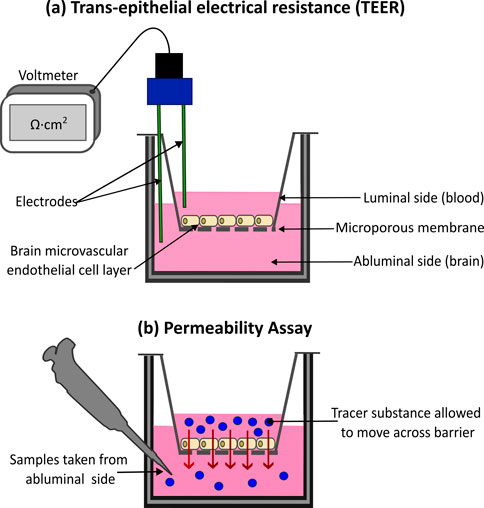 Diagram illustrating methods for assessing blood-brain barrier integrity and permeability in vitro. In part (a), a voltmeter connects to electrodes measuring resistance across a brain microvascular endothelial cell layer on a microporous membrane, dividing luminal (blood) and abluminal (brain) sides. In part (b), a tracer substance moves across the cell layer from luminal to abluminal side, where samples are taken using a pipette.