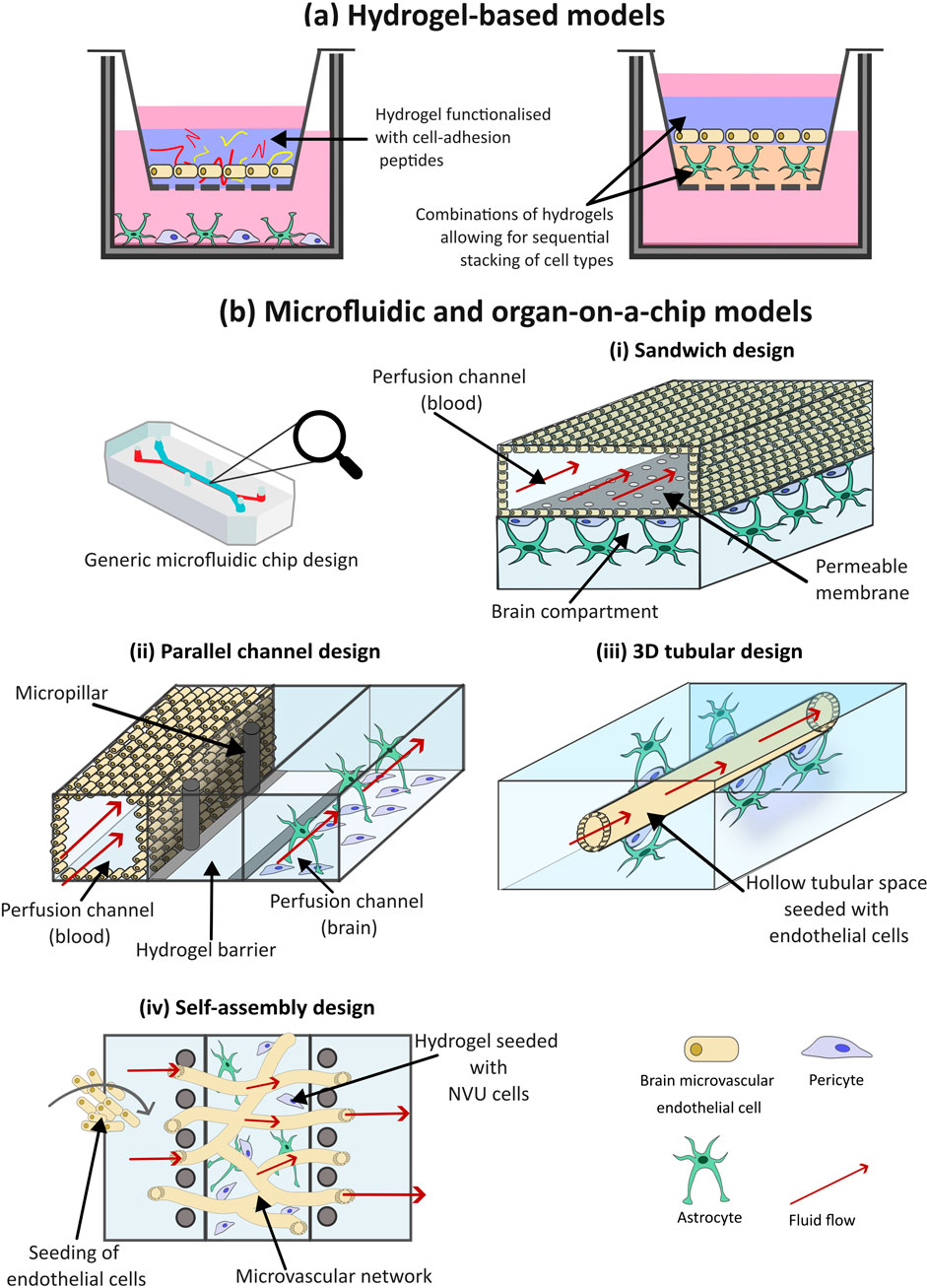 Illustration showing various microfluidic chip designs for brain cell environments. Part (a) features hydrogel containers with cell-adhesion peptides and sequential cell stacking. Part (b) displays designs: (i) sandwich with perfusion channels and membranes, (ii) parallel channels with micropillars, (iii) 3D tubular seeded with endothelial cells, (iv) self-assembly forming a microvascular network. Labels identify components like blood flow and astrocytes.