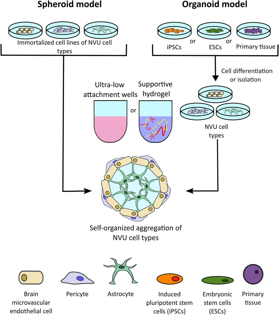 Diagram comparing spheroid and organoid models for studying neurovascular unit (NVU) cell types. The spheroid model uses immortalized NVU cell lines in ultra-low attachment wells or supportive hydrogel, leading to self-organized aggregation. The organoid model utilizes iPSCs, ESCs, or primary tissue for cell differentiation or isolation into NVU cell types. A key shows illustrations for brain microvascular endothelial cells, pericytes, astrocytes, iPSCs, ESCs, and primary tissue.