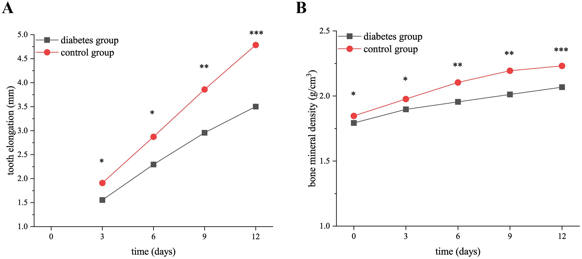 Graph A shows tooth elongation in millimeters over 12 days for diabetes and control groups. The control group shows higher elongation. Graph B illustrates bone mineral density in grams per cubic centimeter over the same period, with the control group having a higher density. Both graphs use squares for the diabetes group and circles for the control group, with significance marked by asterisks.