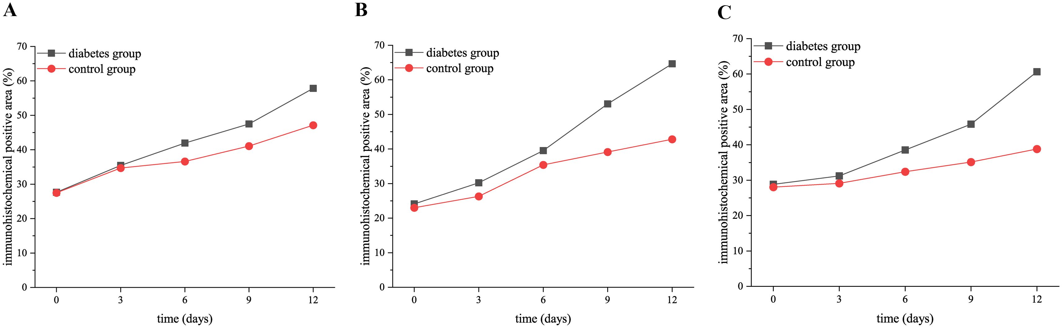 Three line graphs labeled A, B, and C show immunohistochemical positive area percentages over time in days for diabetes and control groups. Each graph illustrates a trend where the diabetes group, represented by square markers, consistently shows higher percentages compared to the control group, represented by circle markers, as time progresses from zero to twelve days.