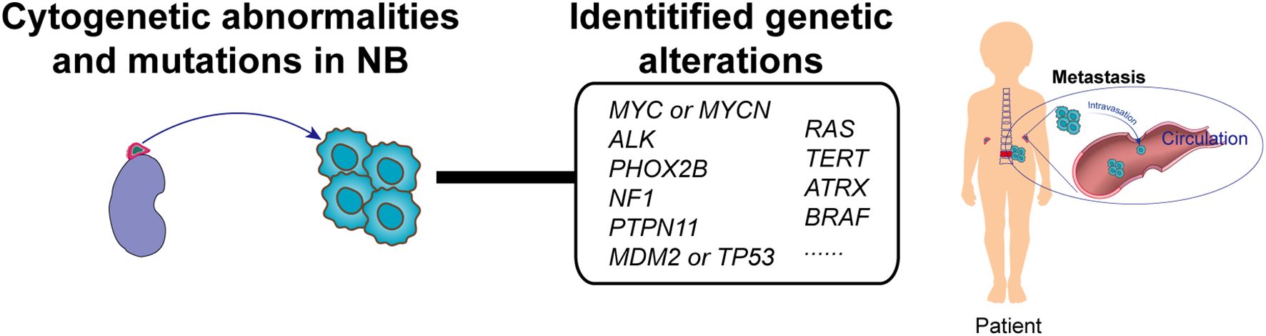 Diagram depicting cytogenetic abnormalities and mutations in neuroblastoma (NB), including identified genetic alterations such as MYC, ALK, TP53, and others. Visual shows metastasis process from a cell cluster to patient circulation.