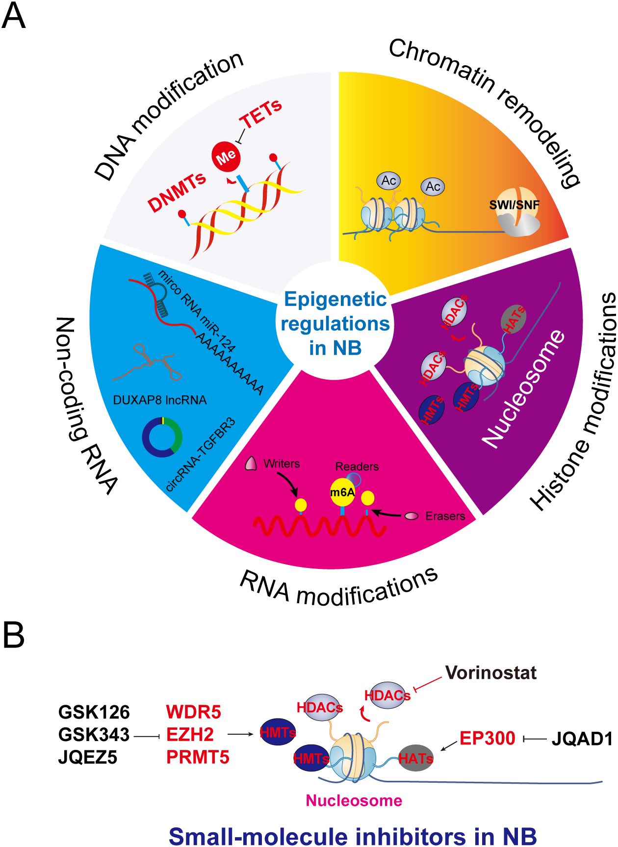 Illustration divided into two parts. Part A shows epigenetic regulations in neuroblastoma (NB) with sections labeled: DNA modification, chromatin remodeling, non-coding RNA, RNA modifications, and histone modifications. Part B illustrates small-molecule inhibitors in NB, including compounds like GSK126, Vorinostat, and their targets like HDACs and HMTs.