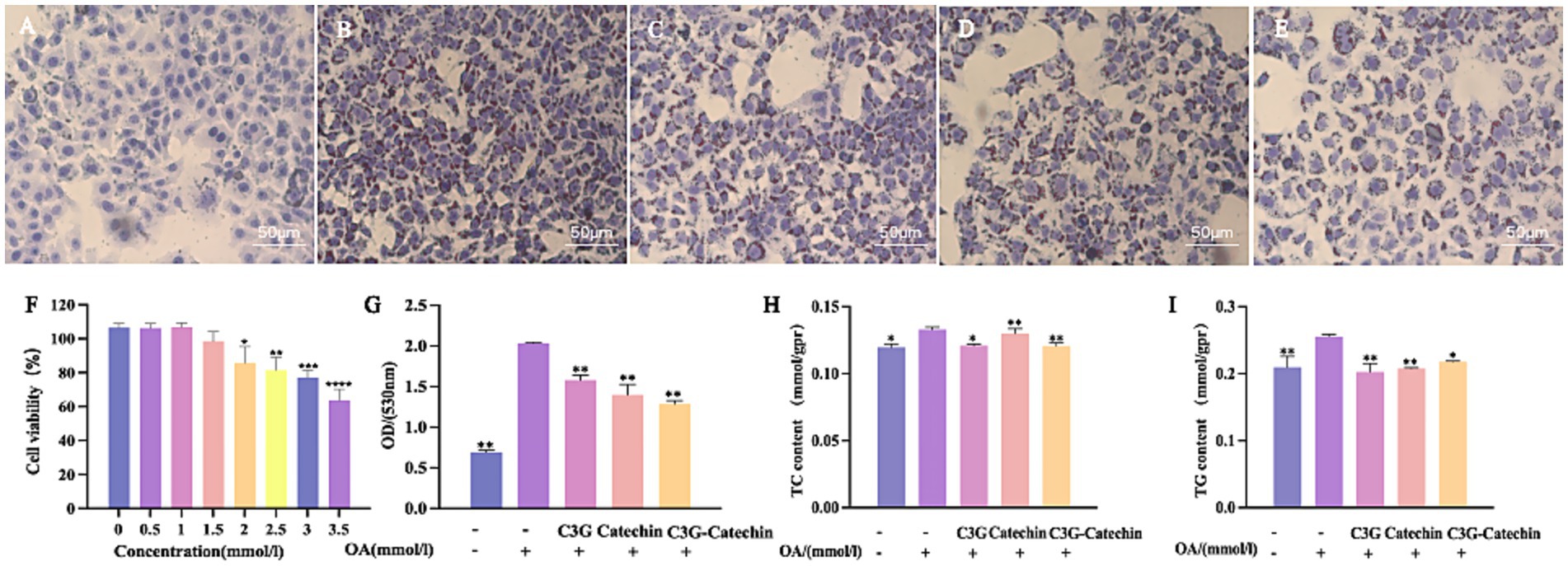 Five microscopic images (A-E) show liver tissue samples at 50 micrometers scale. Charts F-I display cell viability, optical density, total cholesterol, and triglyceride content, respectively. Data indicate varying effects of different treatments, such as C3G and Catechin, on these metrics.