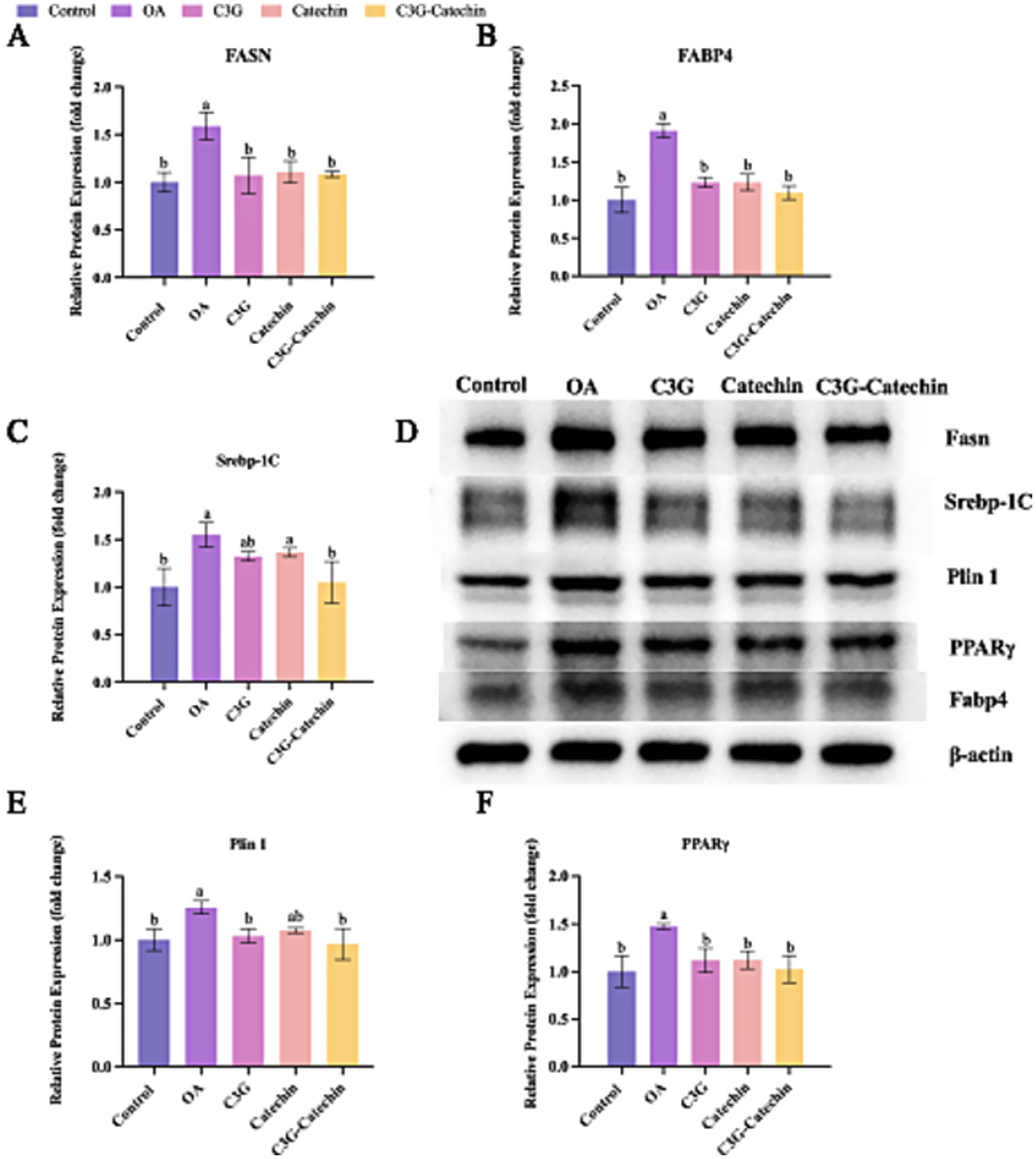 Bar and blot image depicting protein expression analysis across different treatments: Control, Oleic Acid (OA), Cyanidin-3-glucoside (C3G), Catechin, and C3G-Catechin. Panels A to C show bar graphs for FASN, FABP4, and Srebp-1C with notable variations in protein expression. Panel D includes a Western blot image displaying Fasn, Srebp-1C, Plin 1, PPARγ, Fabp4, and β-actin. Panels E and F show bar graphs for Plin 1 and PPARγ, highlighting distinct expression levels. Statistical significance is indicated by different letters.