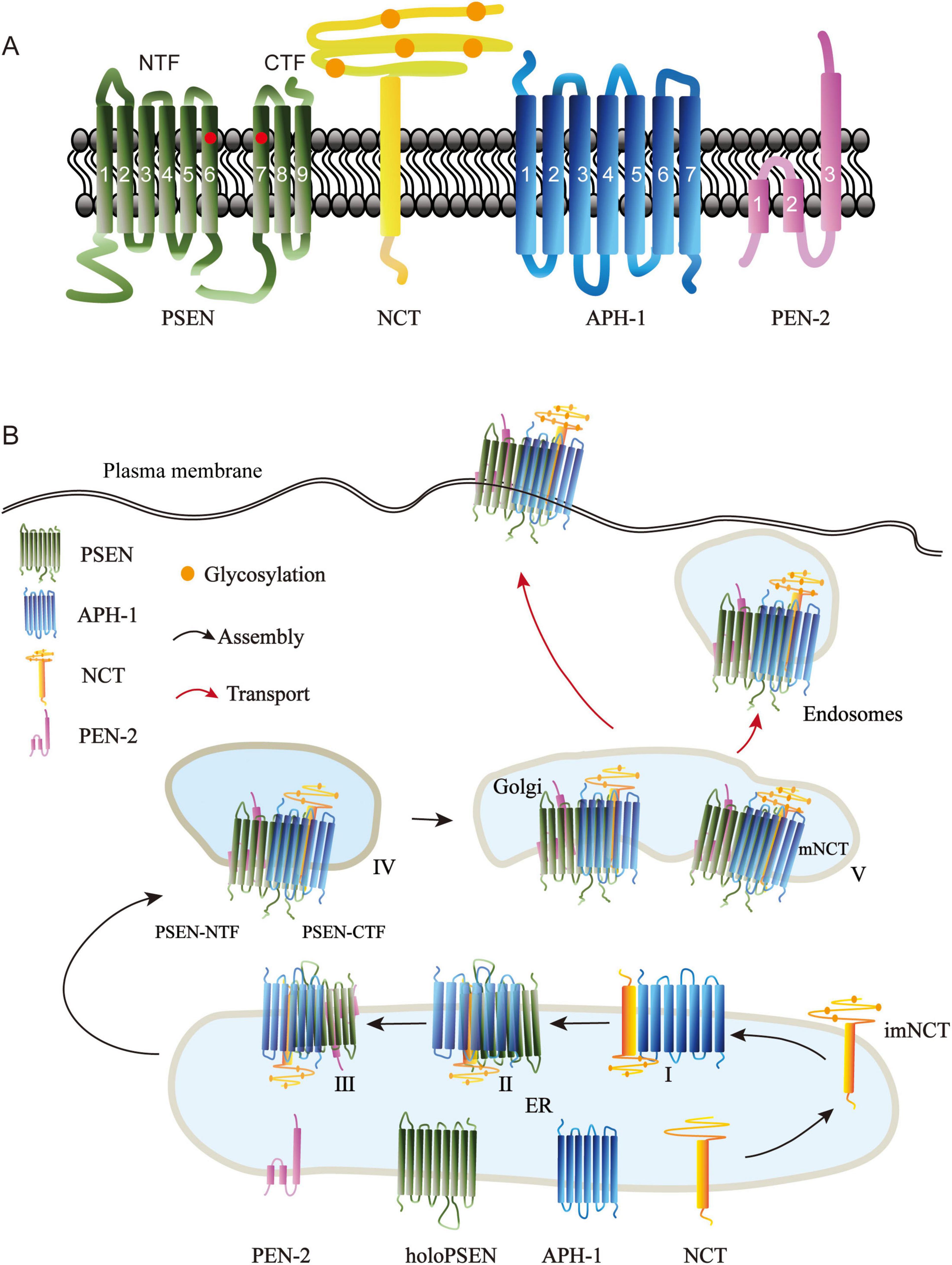 Diagram illustrating the assembly and transport of protein components in a cell membrane. Panel A shows a cross-section of a membrane with labeled proteins: PSEN, NCT, APH-1, and PEN-2. Panel B details the process of glycosylation, assembly, and transport through the endoplasmic reticulum, Golgi, and endosomes. Arrows indicate the movement and modifications of protein components like PSEN-NTF, PSEN-CTF, holoPSEN, imNCT, and mNCT.