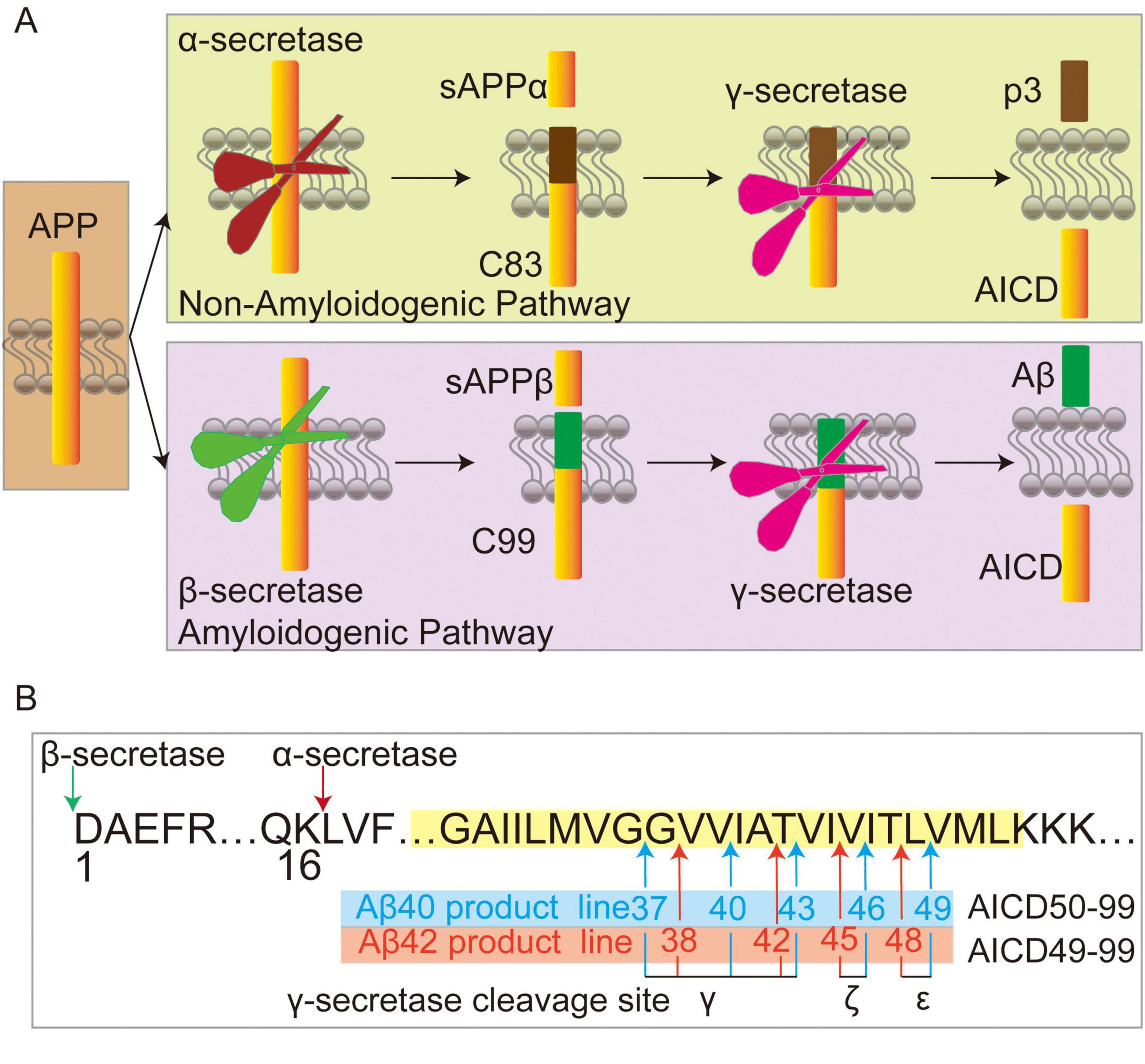Diagram illustrating amyloid precursor protein (APP) processing. Panel A shows non-amyloidogenic and amyloidogenic pathways, detailing β-secretase, β-secretase, and β-secretase cleavage sites leading to different products like sAPPα, sAPPβ, p3, Aβ, and AICD. Panel B shows the amino acid sequence highlighting cleavage sites for secretases, with specific positions marked for Aβ40 and Aβ42 production.