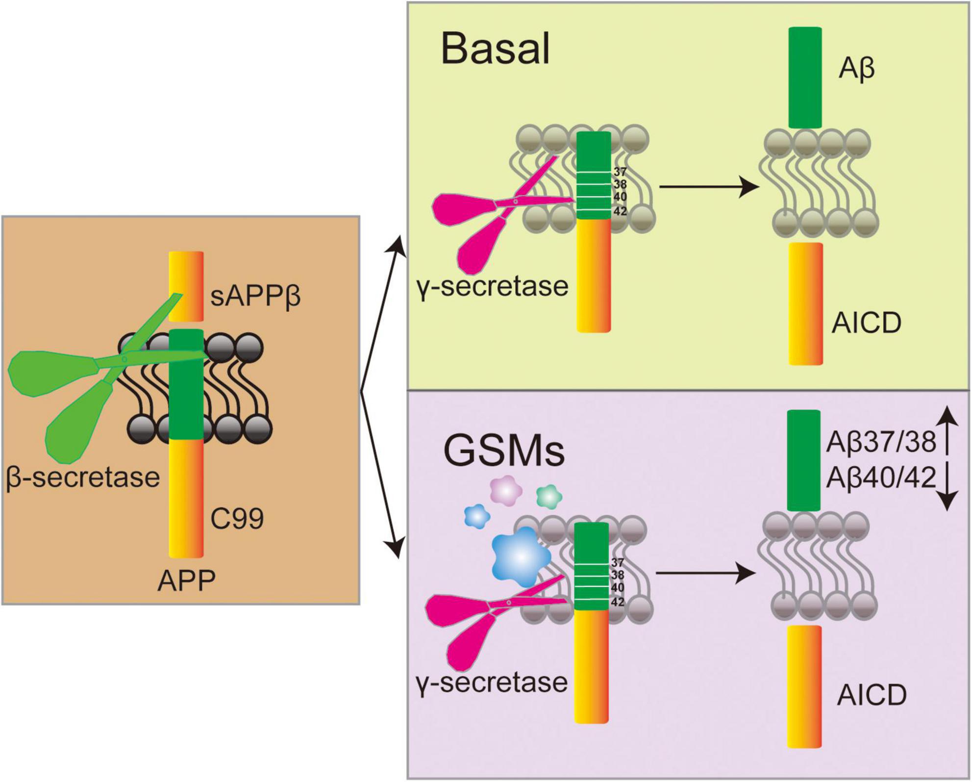 Diagram illustrating amyloid precursor protein (APP) processing. On the left, APP is cleaved by beta-secretase into sAPPβ and C99. The upper right panel shows basal processing, where gamma-secretase cleaves C99 to produce Aβ and AICD. The lower right panel shows the influence of gamma-secretase modulators (GSMs), which alter cleavage to produce different Aβ species (Aβ37/38, Aβ40/42) and AICD.